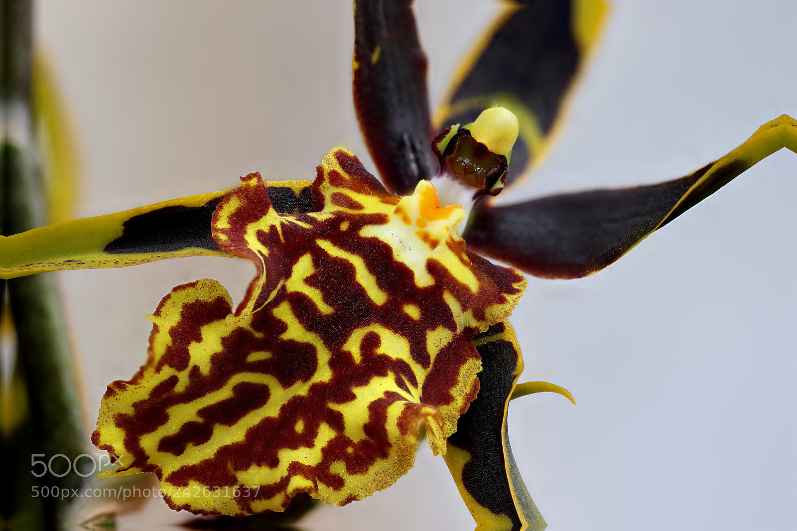 Canon EOS 200D (EOS Rebel SL2 / EOS Kiss X9) sample photo. Brassia orchid macrophotography stacking photography