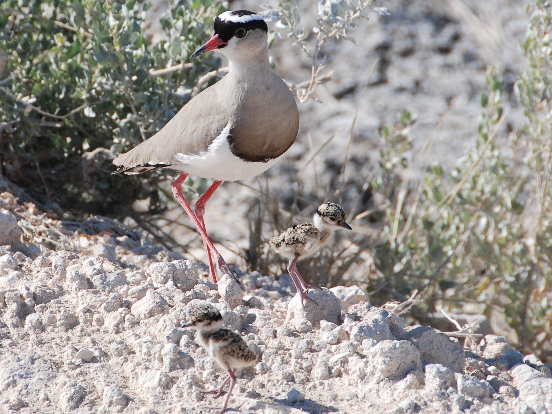 Nikon D80 sample photo. Crowned plover photography