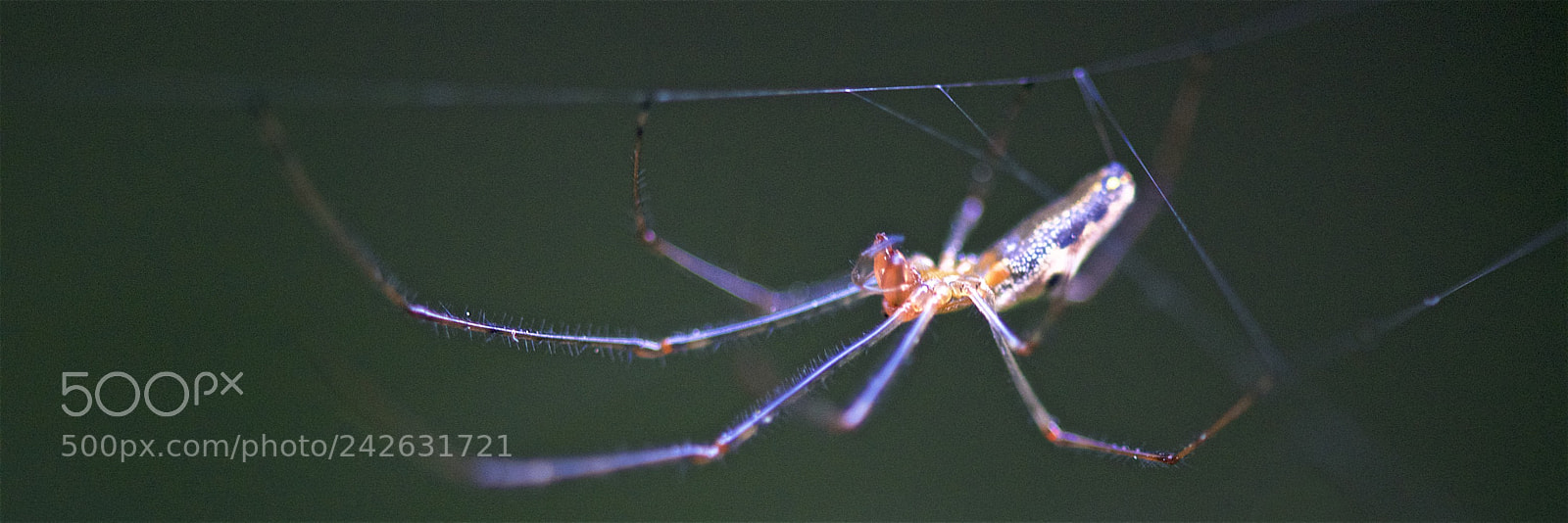 Nikon D600 sample photo. Hanging around photography