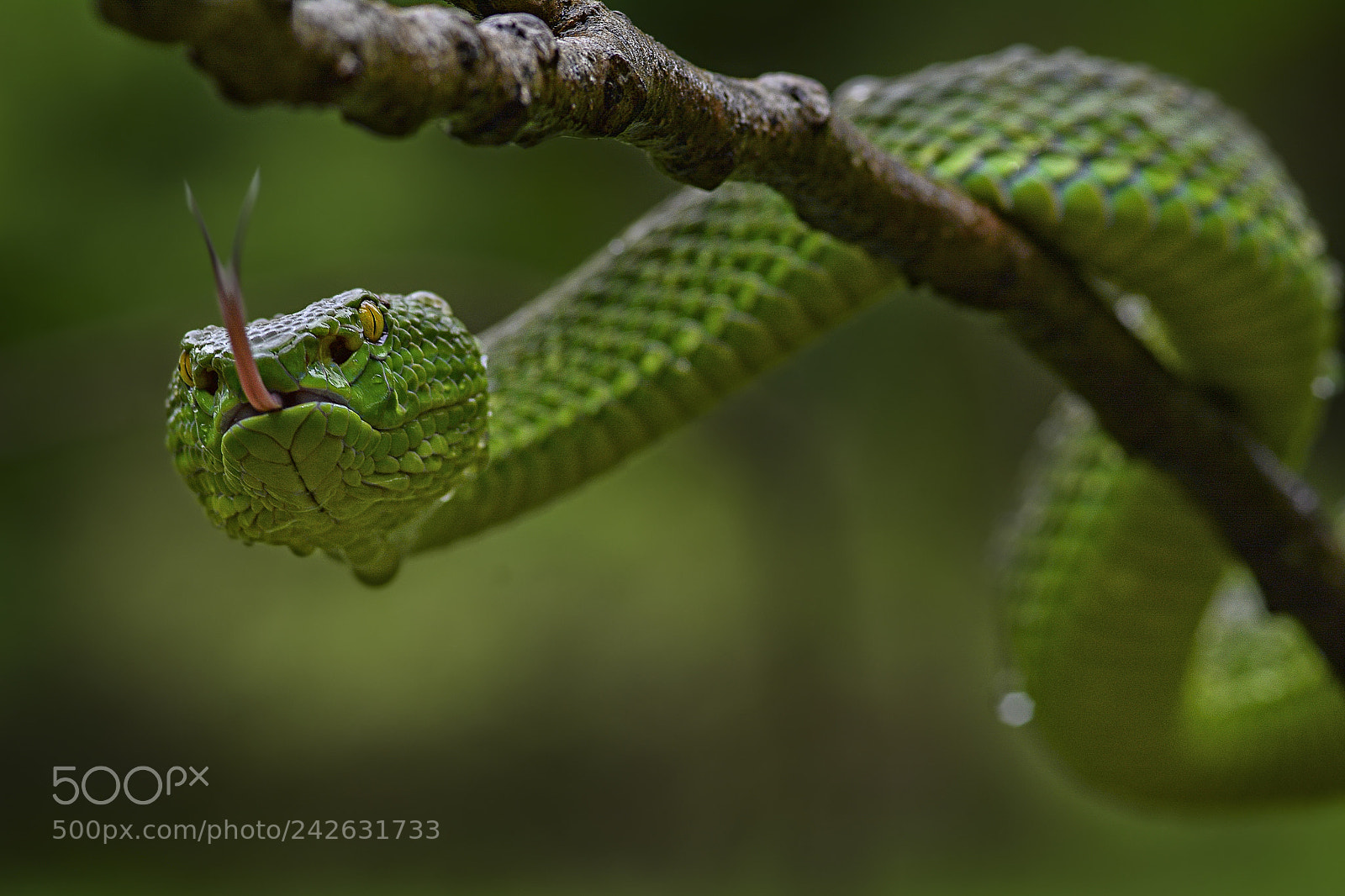 Nikon D7100 sample photo. Trimeresurus albolabris. photography