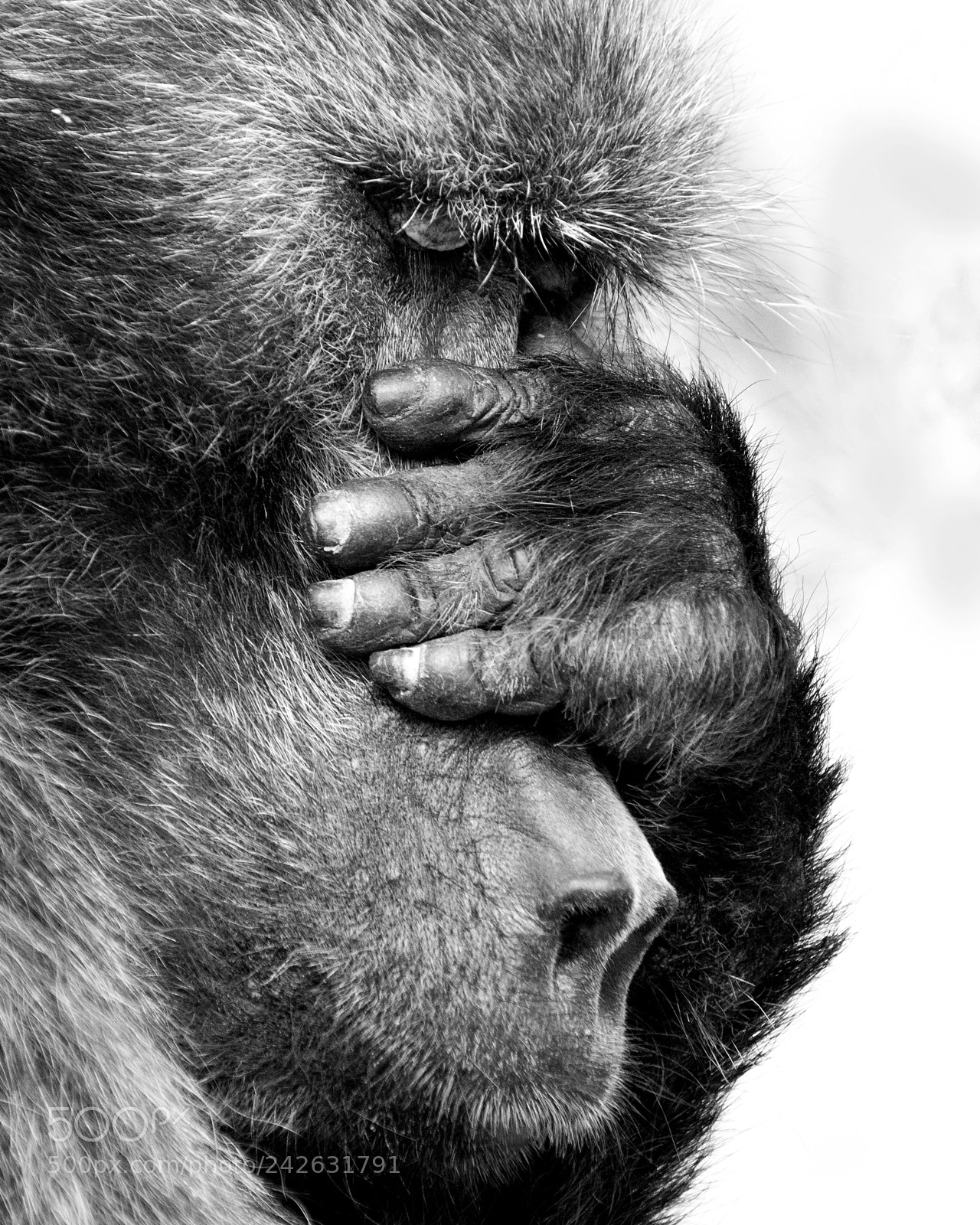 Nikon D7100 sample photo. The troubled baboon photography