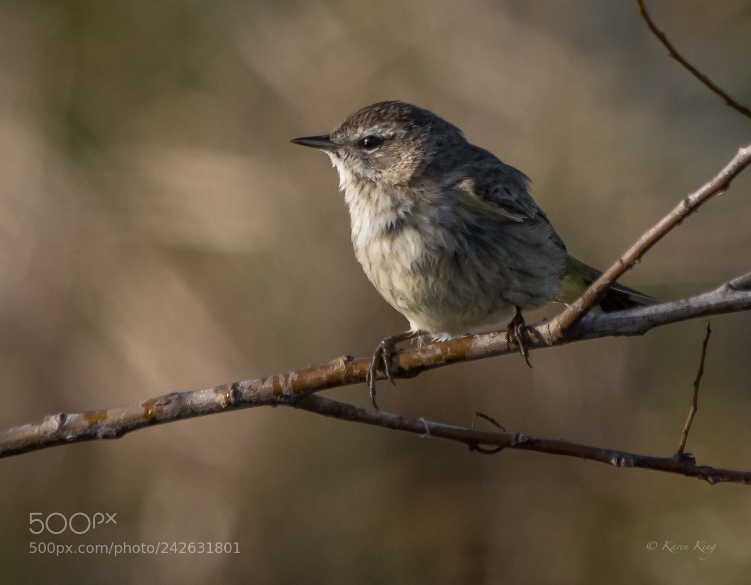 Nikon D500 sample photo. Warbler perch photography