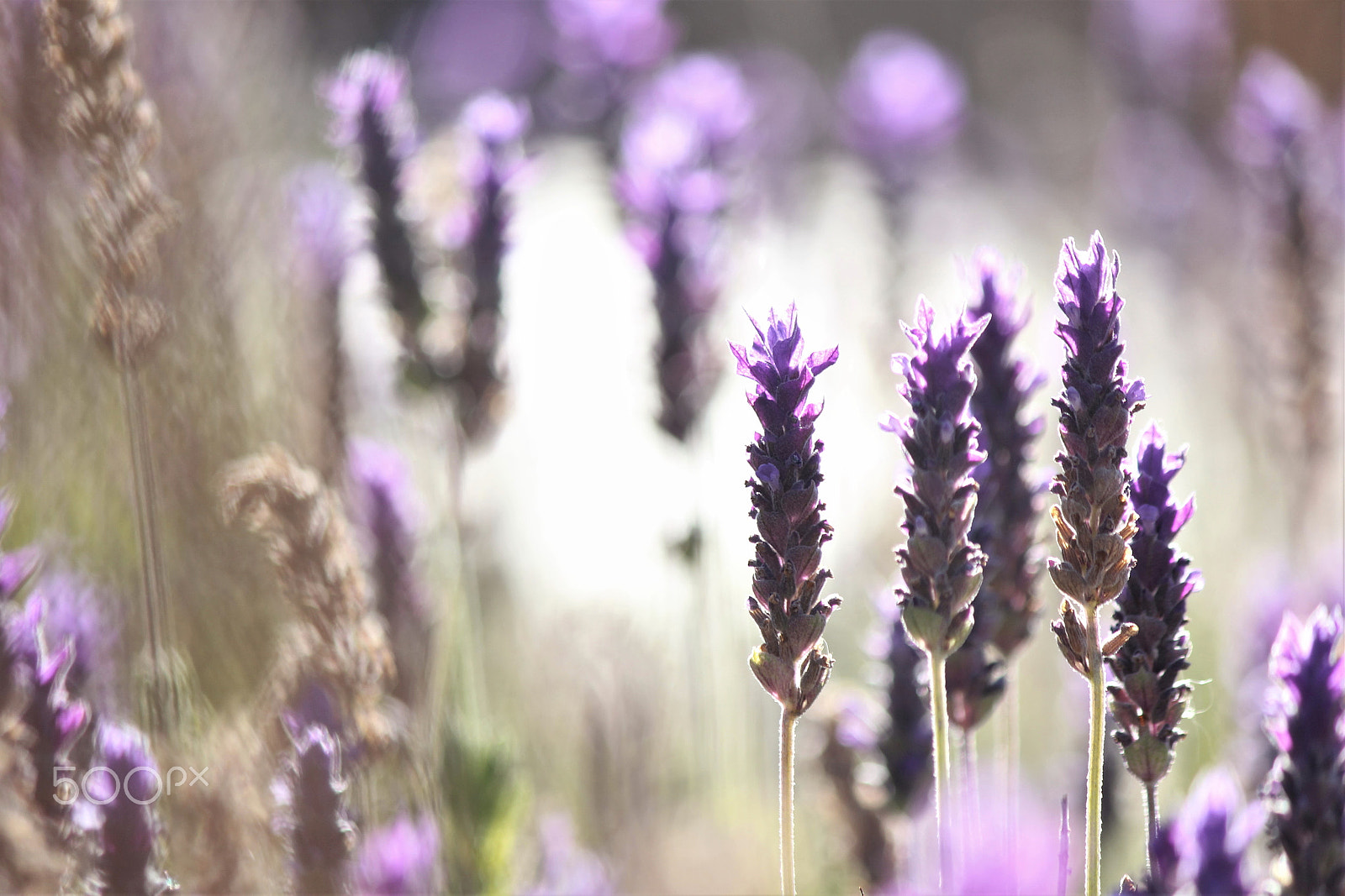 Canon EF-S 55-250mm F4-5.6 IS II sample photo. Lavender photography