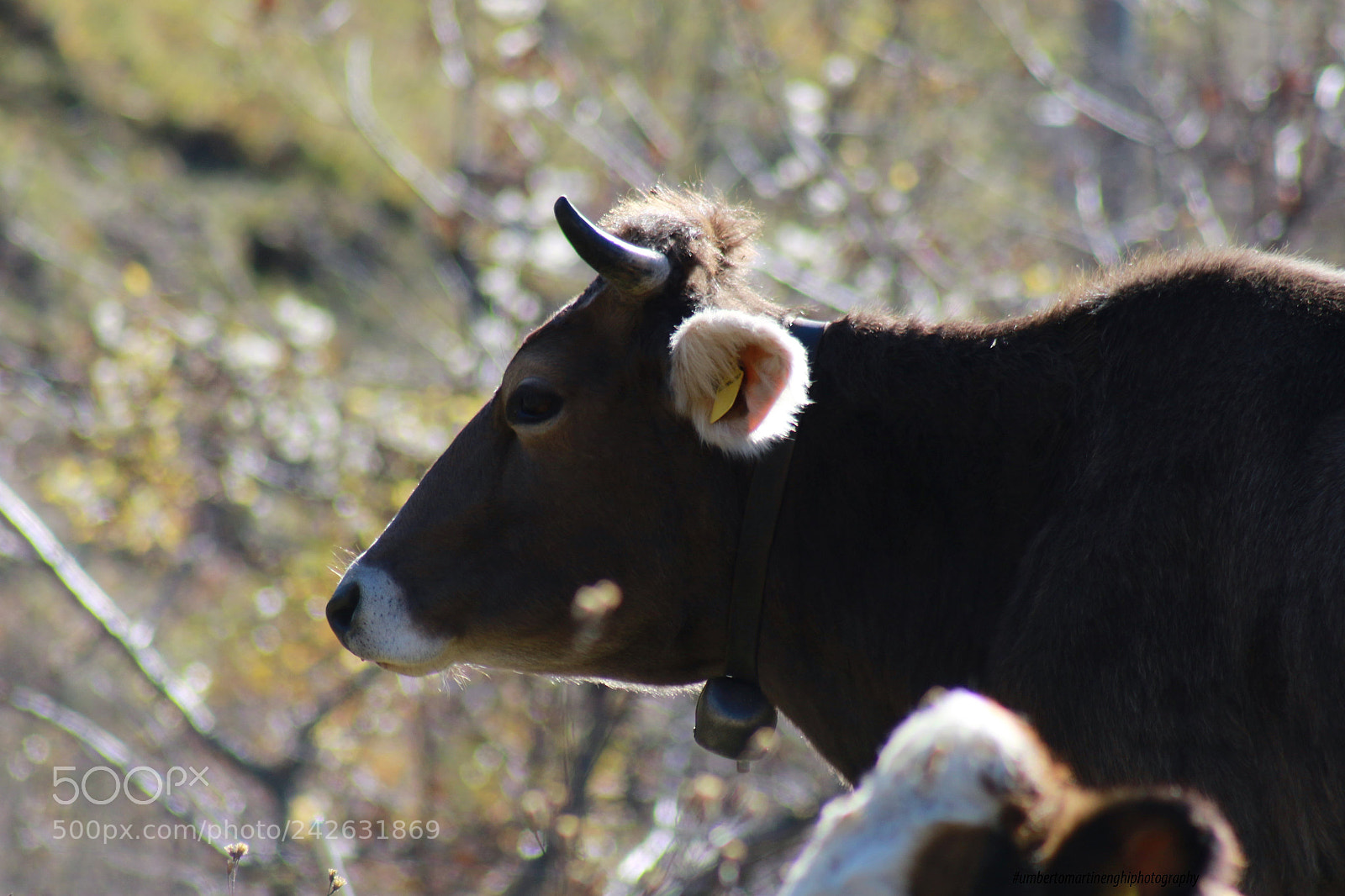 Canon EOS 7D Mark II sample photo. A big friend photography