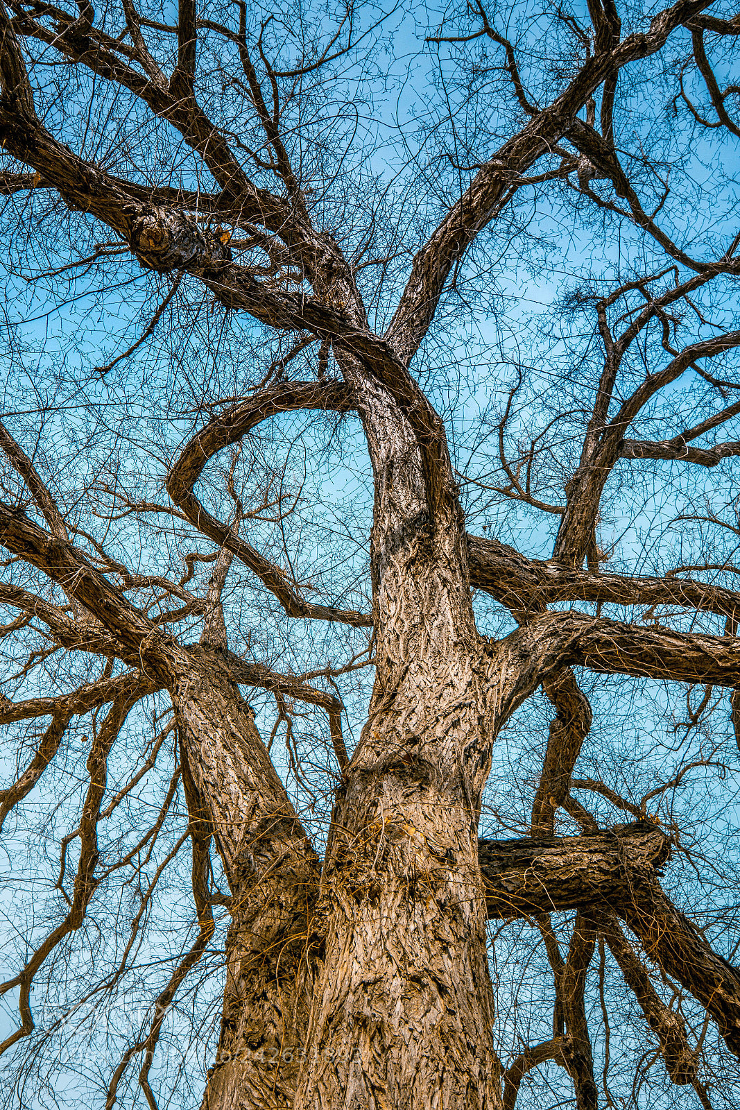 Canon EOS 550D (EOS Rebel T2i / EOS Kiss X4) sample photo. Spooky tree photography