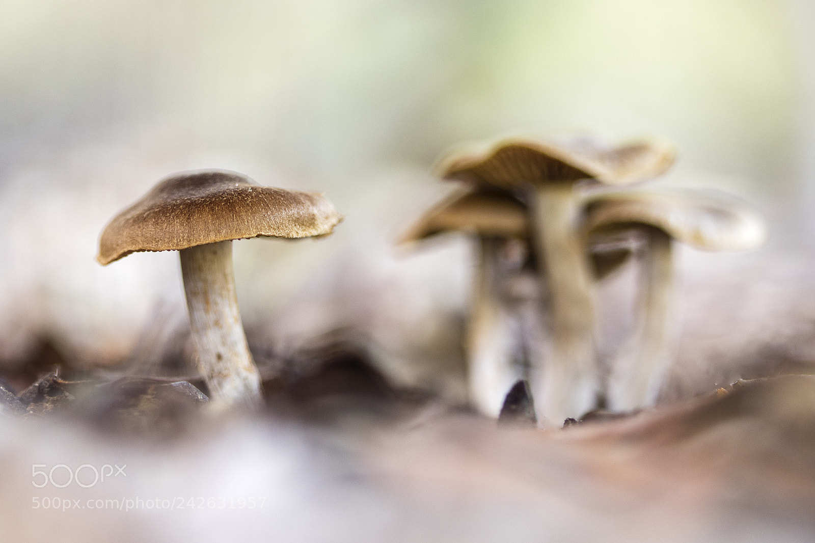 Canon EOS 7D Mark II sample photo. La bronca photography