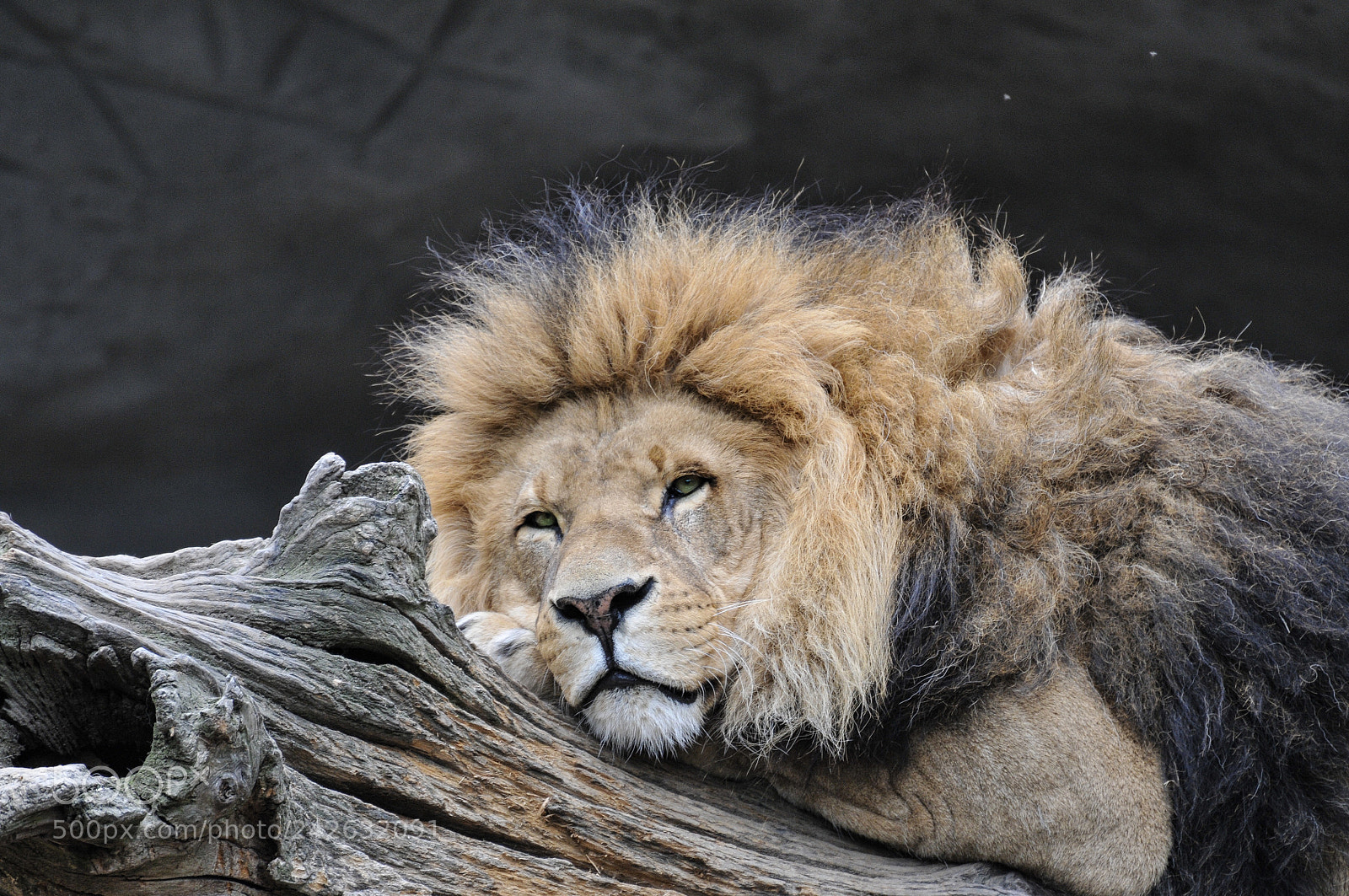 Nikon D300S sample photo. The lion lion sleeps photography