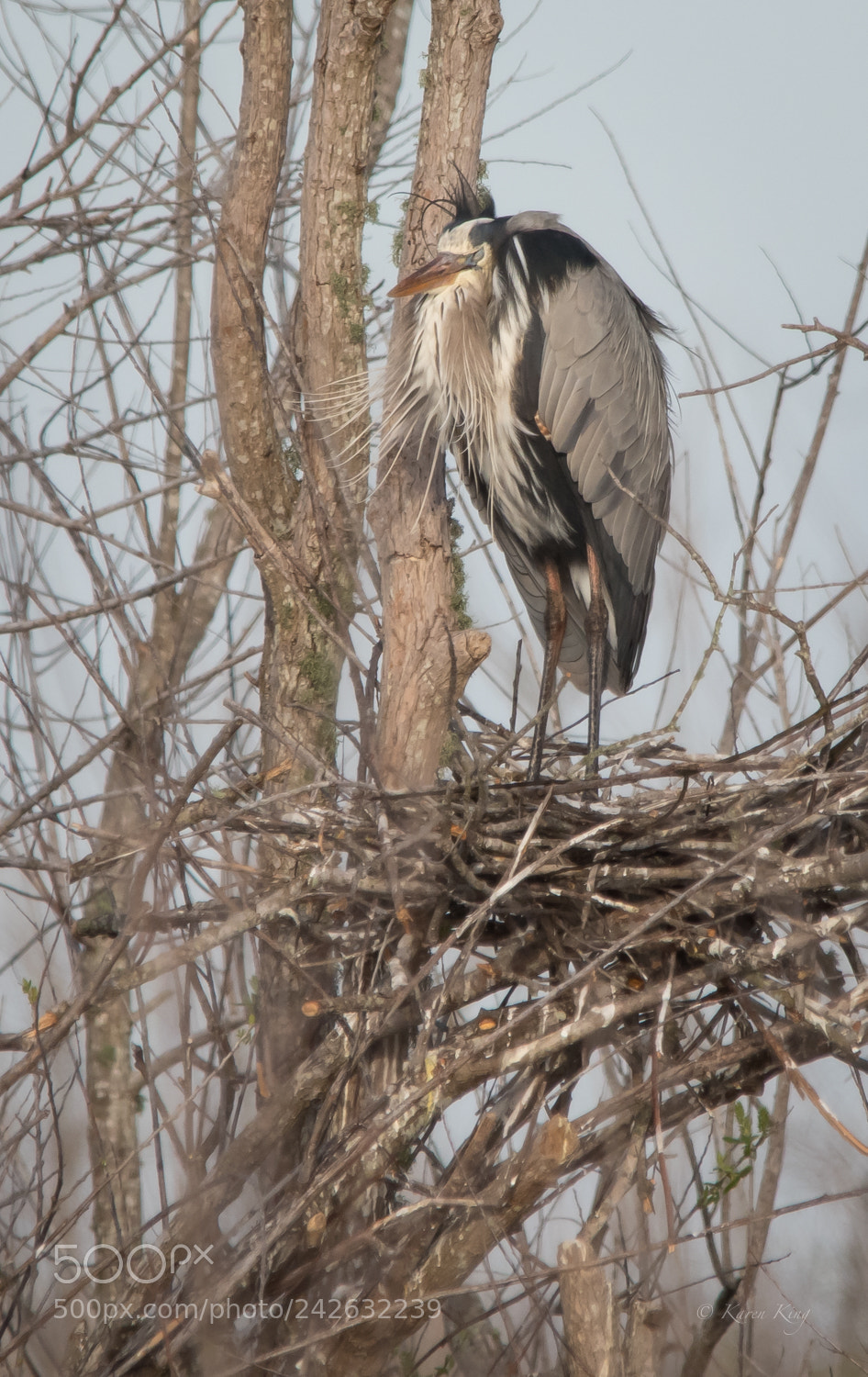 Nikon D500 sample photo. Nest photography