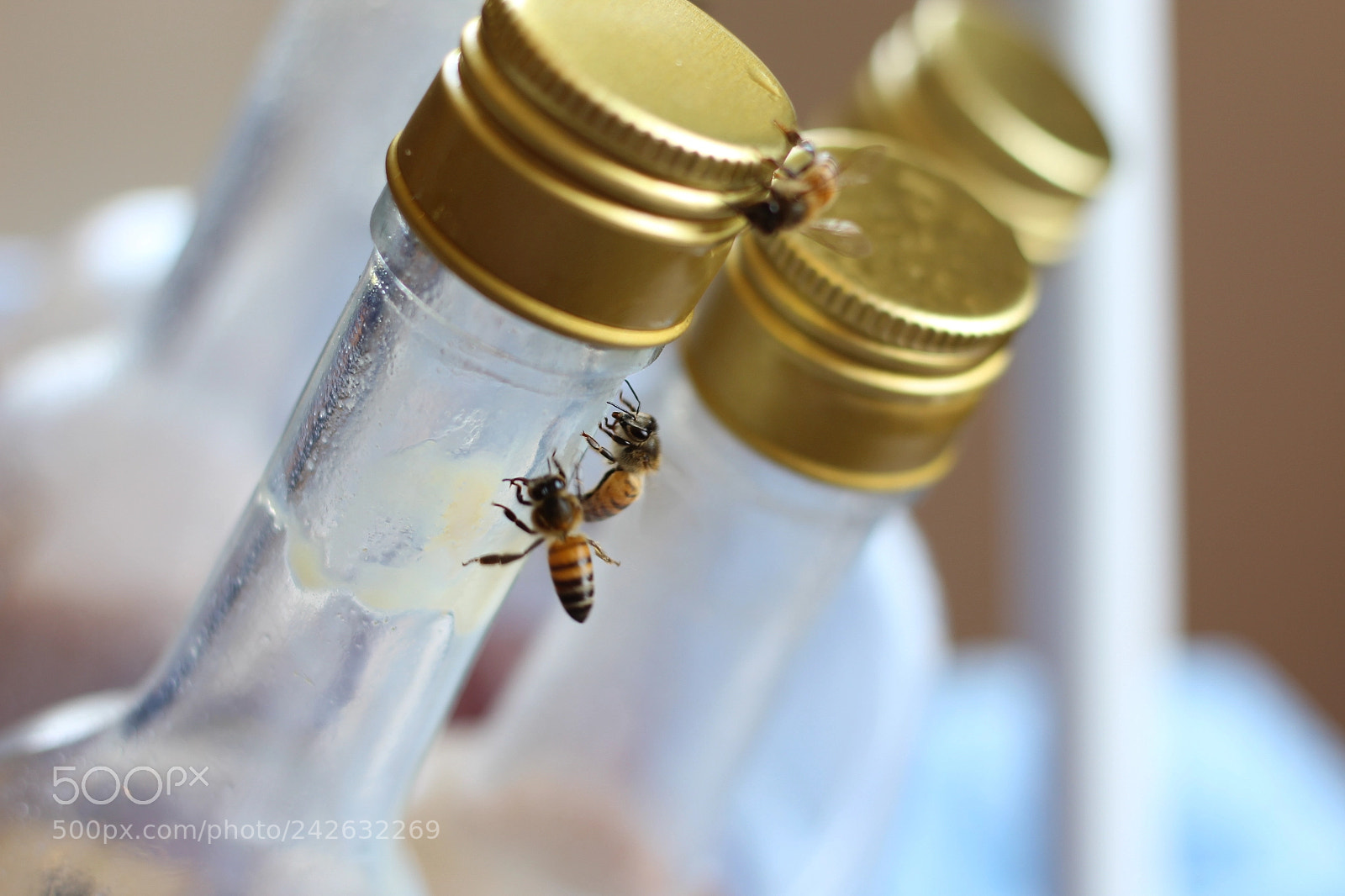 Canon EOS 1300D (EOS Rebel T6 / EOS Kiss X80) sample photo. Bees photography
