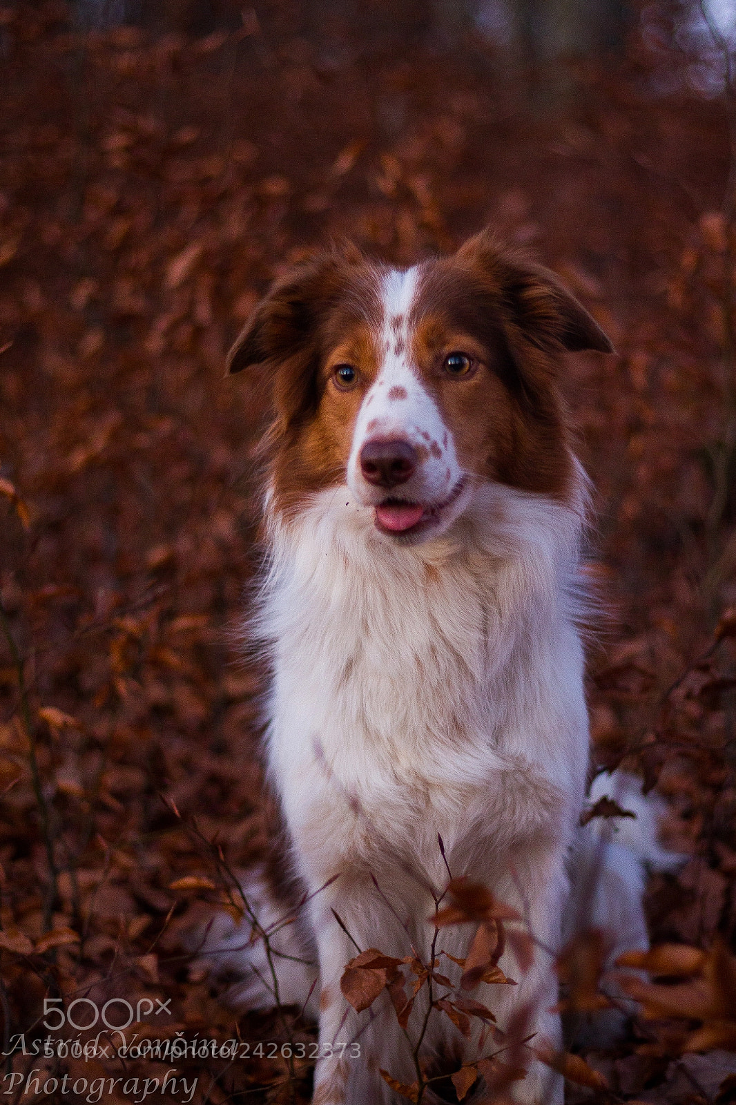 Canon EOS 650D (EOS Rebel T4i / EOS Kiss X6i) sample photo. Fiery fall photography