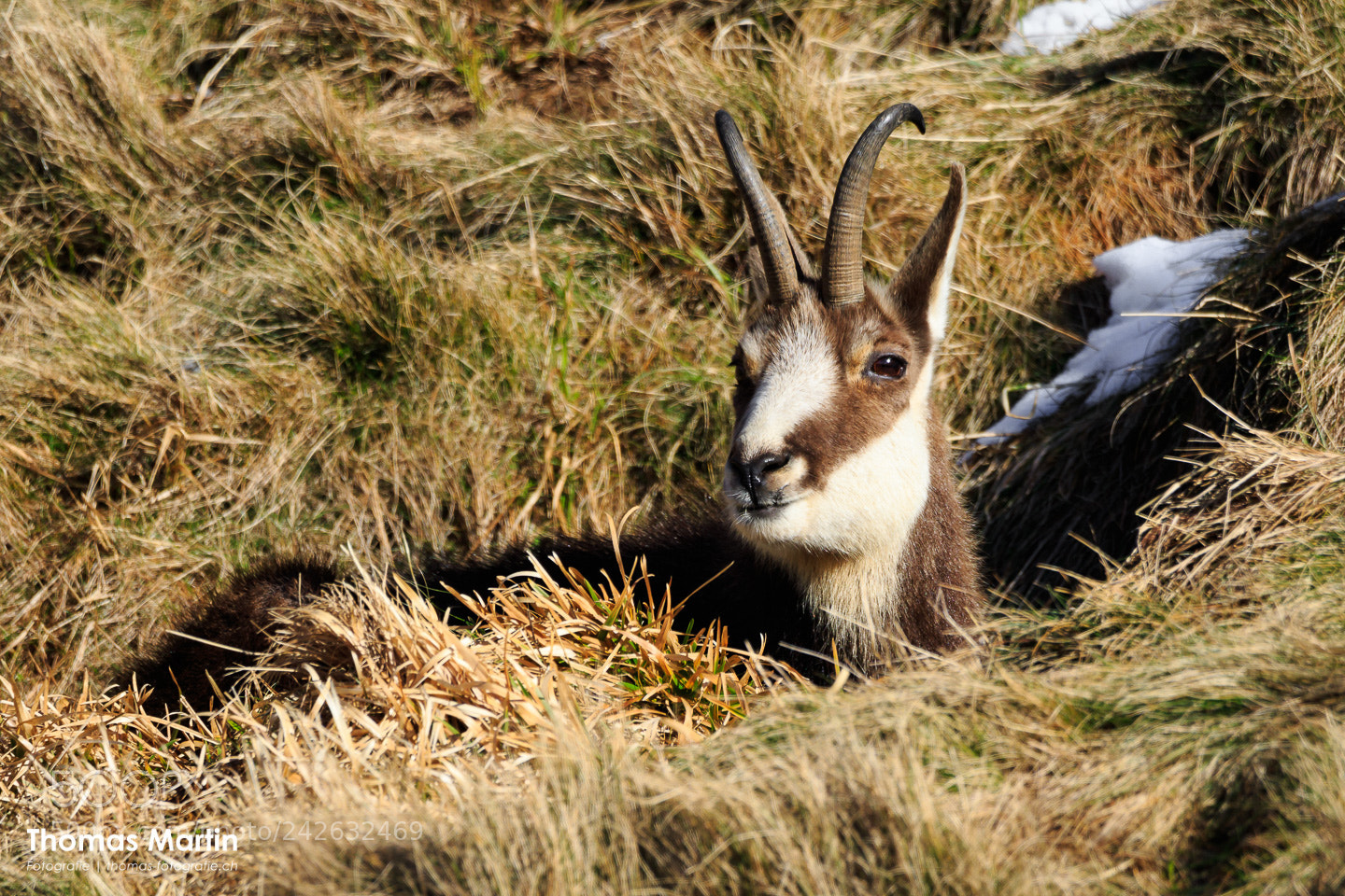 Canon EOS 7D Mark II sample photo. Chamois i photography