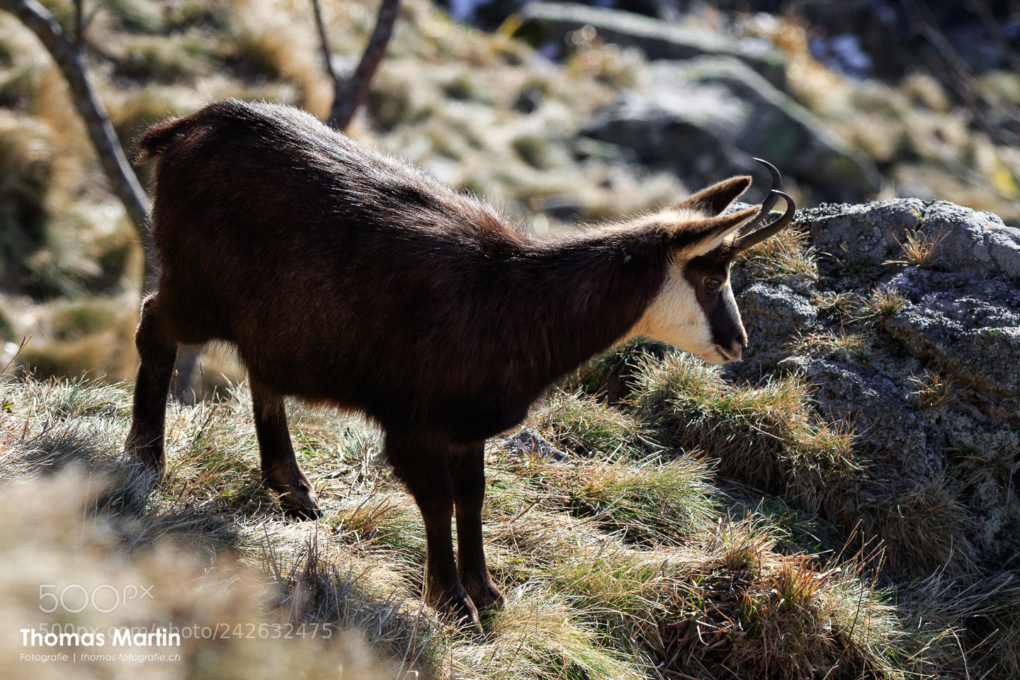 Canon EOS 7D Mark II sample photo. Chamois ii photography