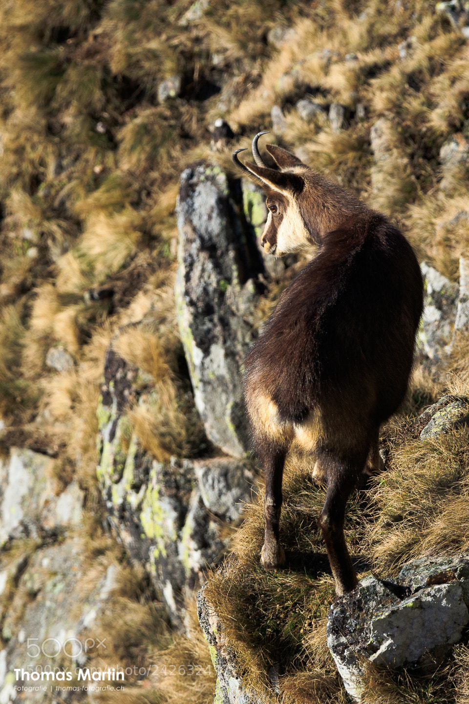 Canon EOS 7D Mark II sample photo. Chamois iii photography