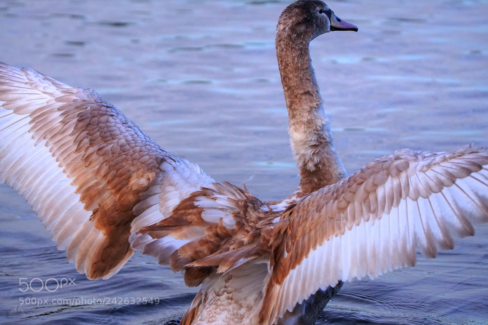 Sony ILCA-77M2 sample photo. Young mute awan photography