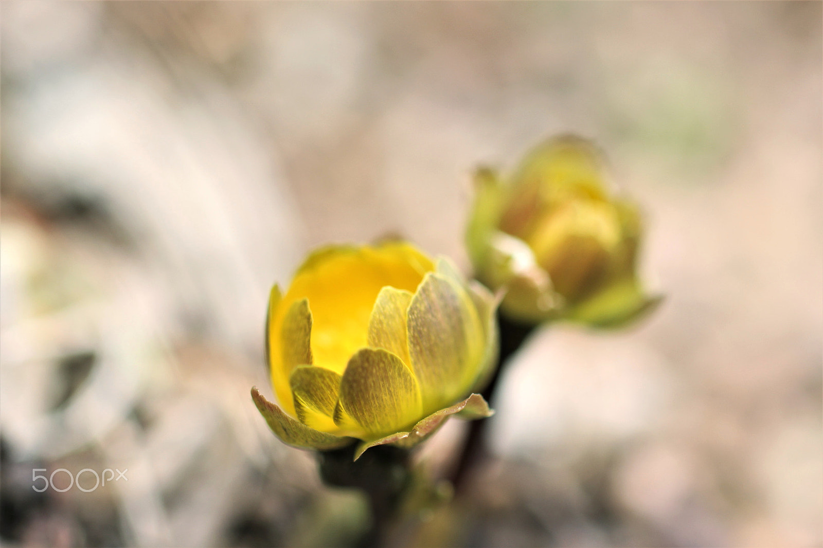 Sigma 50mm F1.4 EX DG HSM sample photo. Spring has come photography