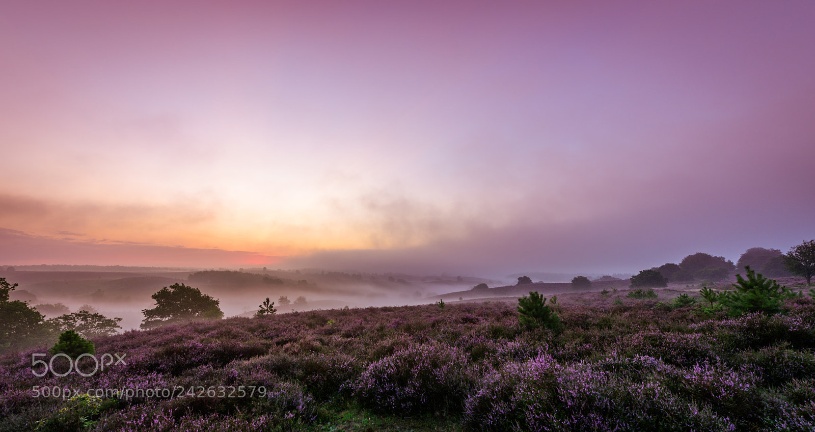Nikon D810 sample photo. Misty hills photography