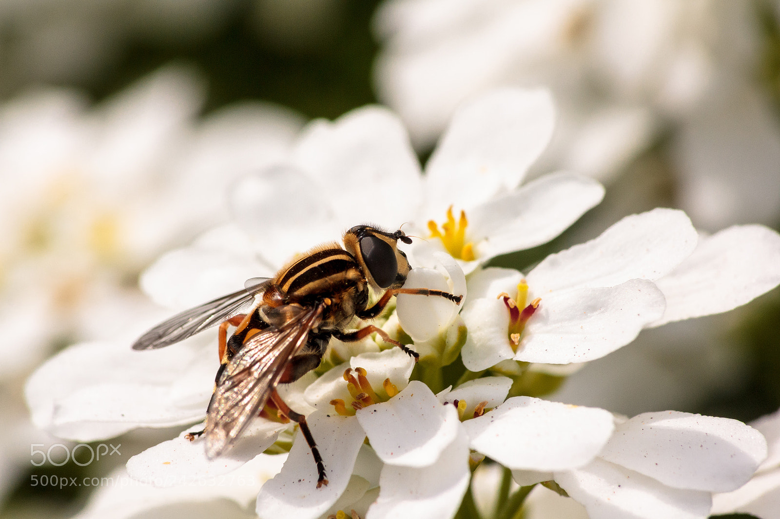Canon EOS 60D sample photo. Hoverfly photography