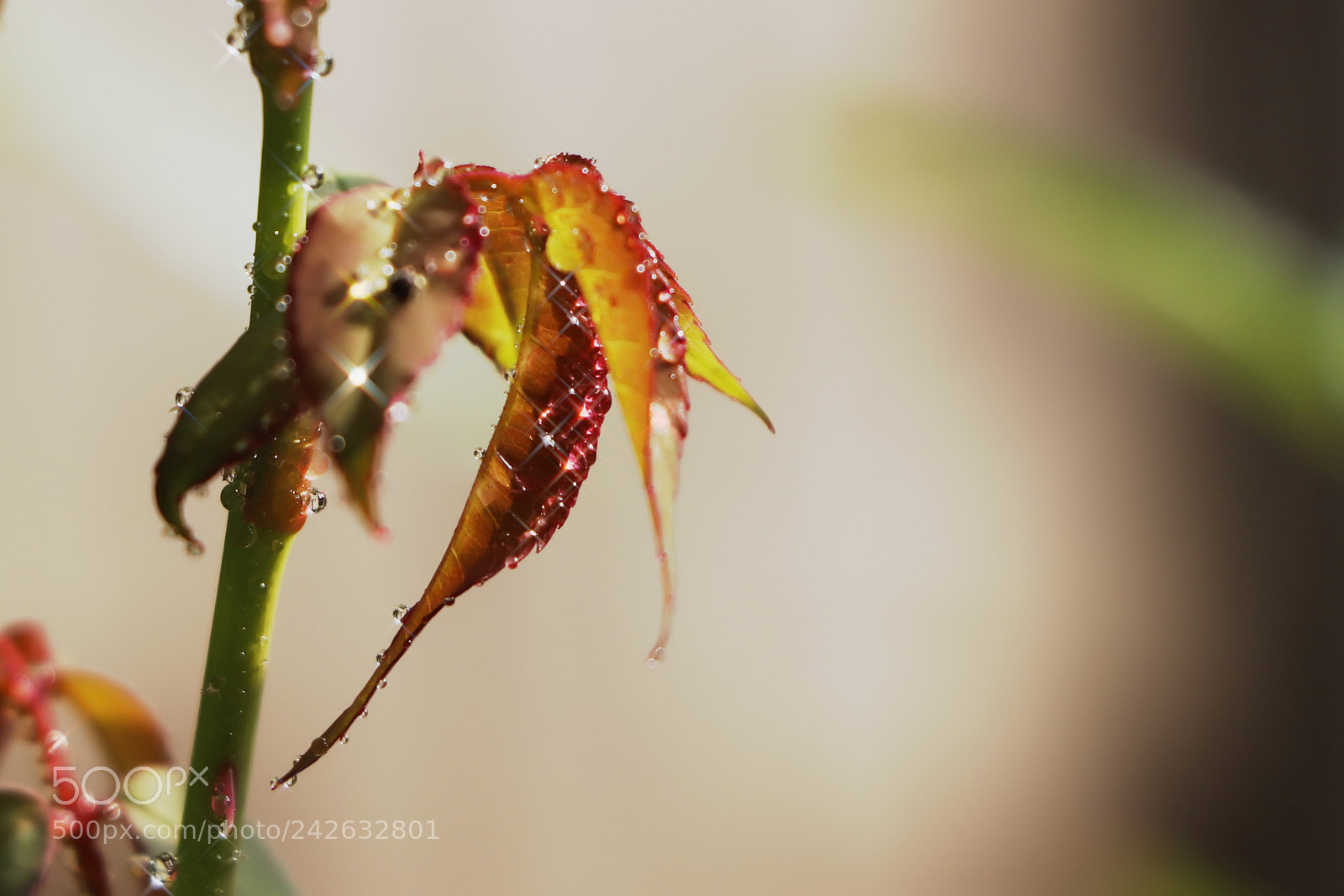 Canon EOS 77D (EOS 9000D / EOS 770D) sample photo. Untitled photography