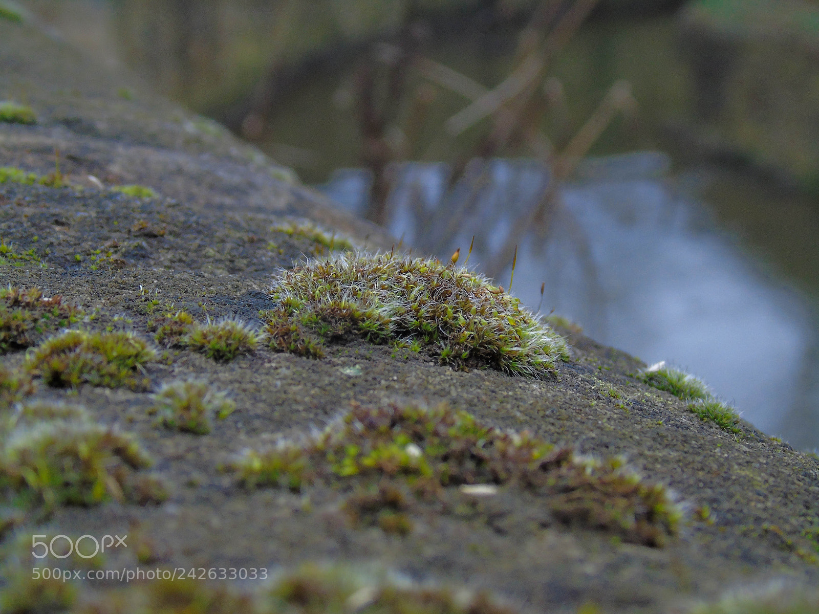 Sony Cyber-shot DSC-H400 sample photo. Moss macro photography