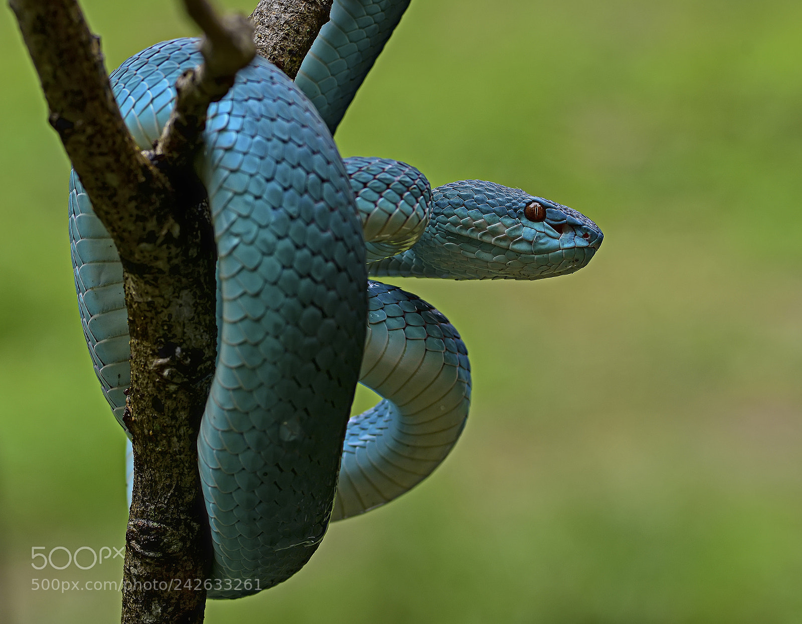 Nikon D7100 sample photo. Trimeresurus insularis. photography