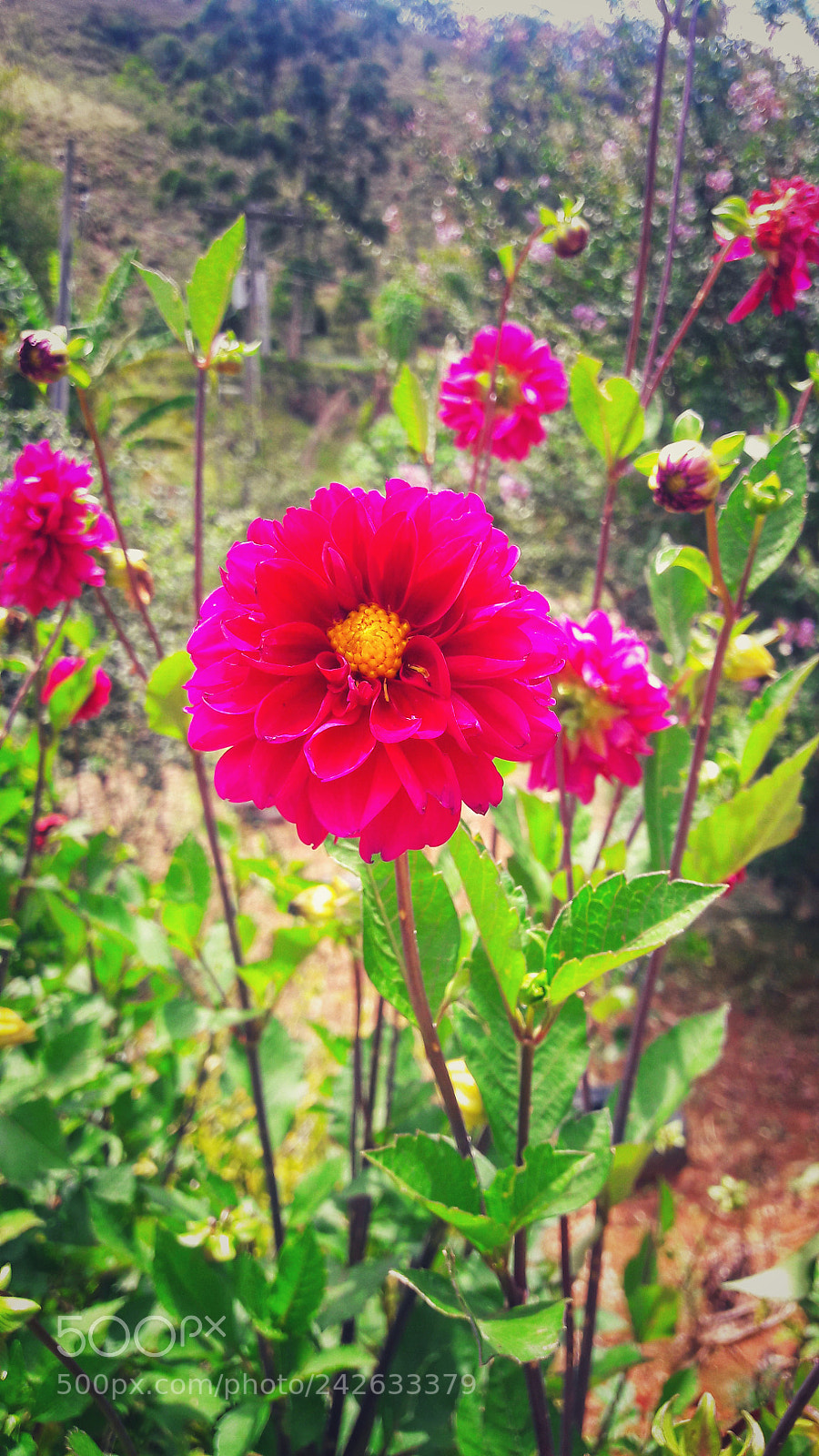 Samsung Galaxy S7 Edge sample photo. Untitled photography