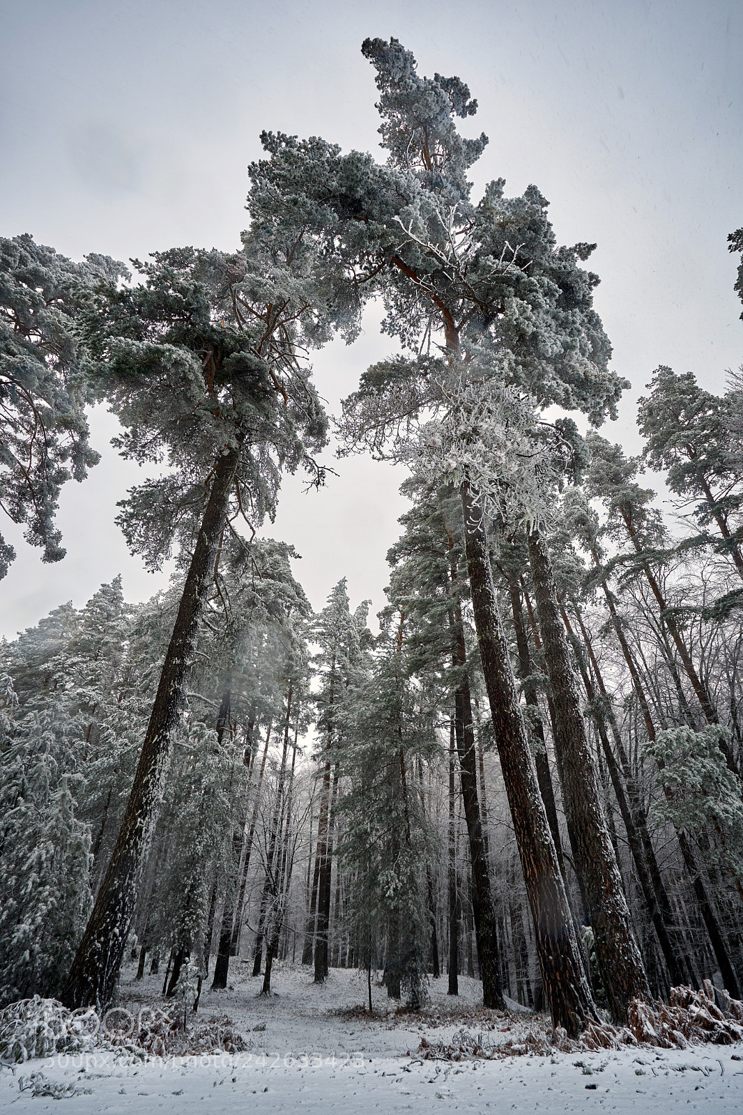 Sony a7 II sample photo. Winter 1 photography