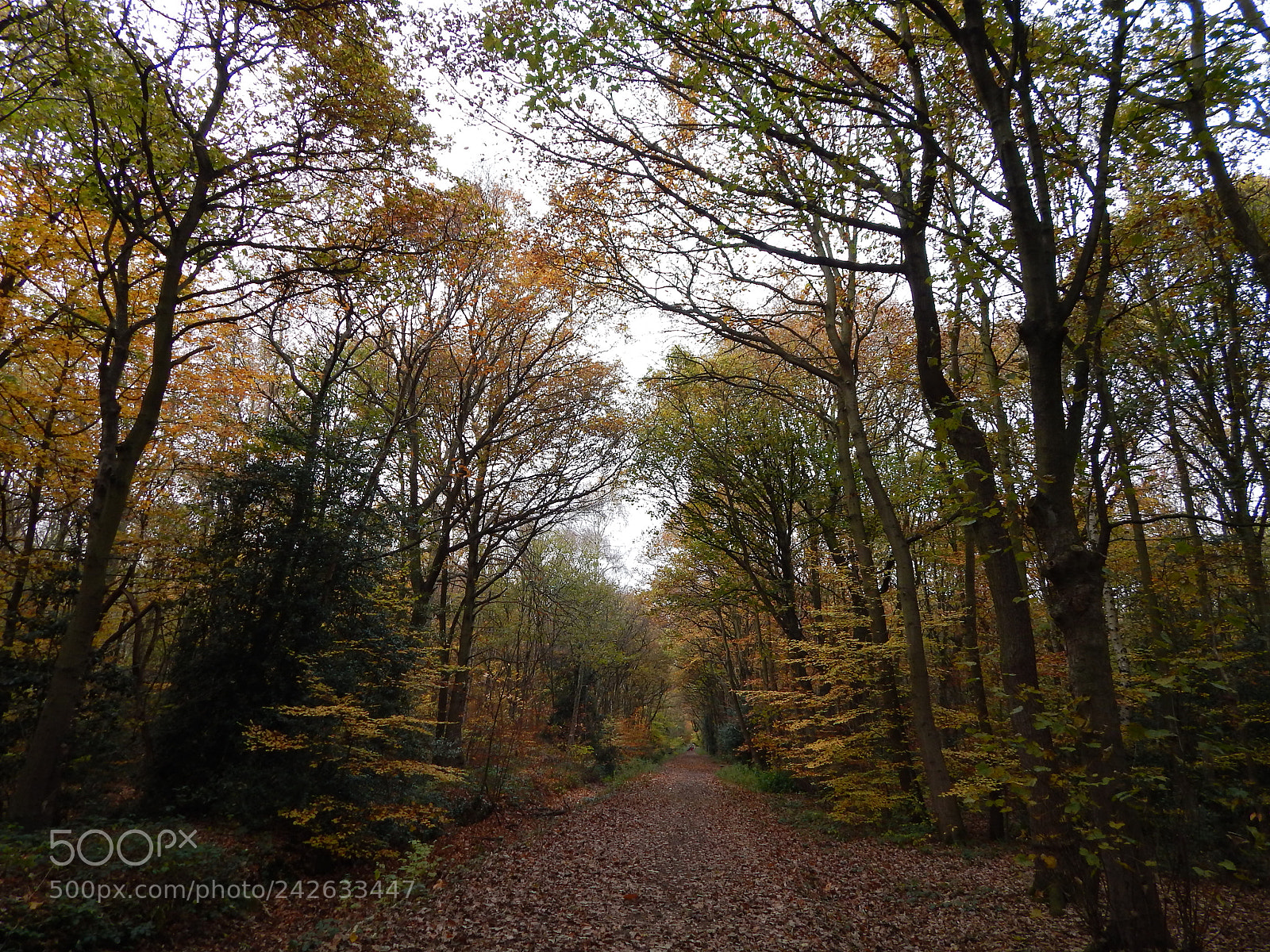 Nikon Coolpix L820 sample photo. British woodland at autumn photography