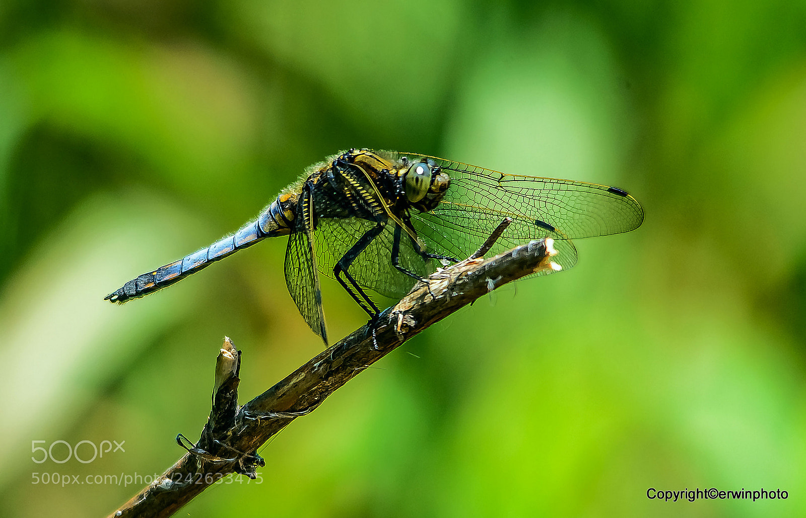Nikon D7100 sample photo. Grosser blaupfeil photography