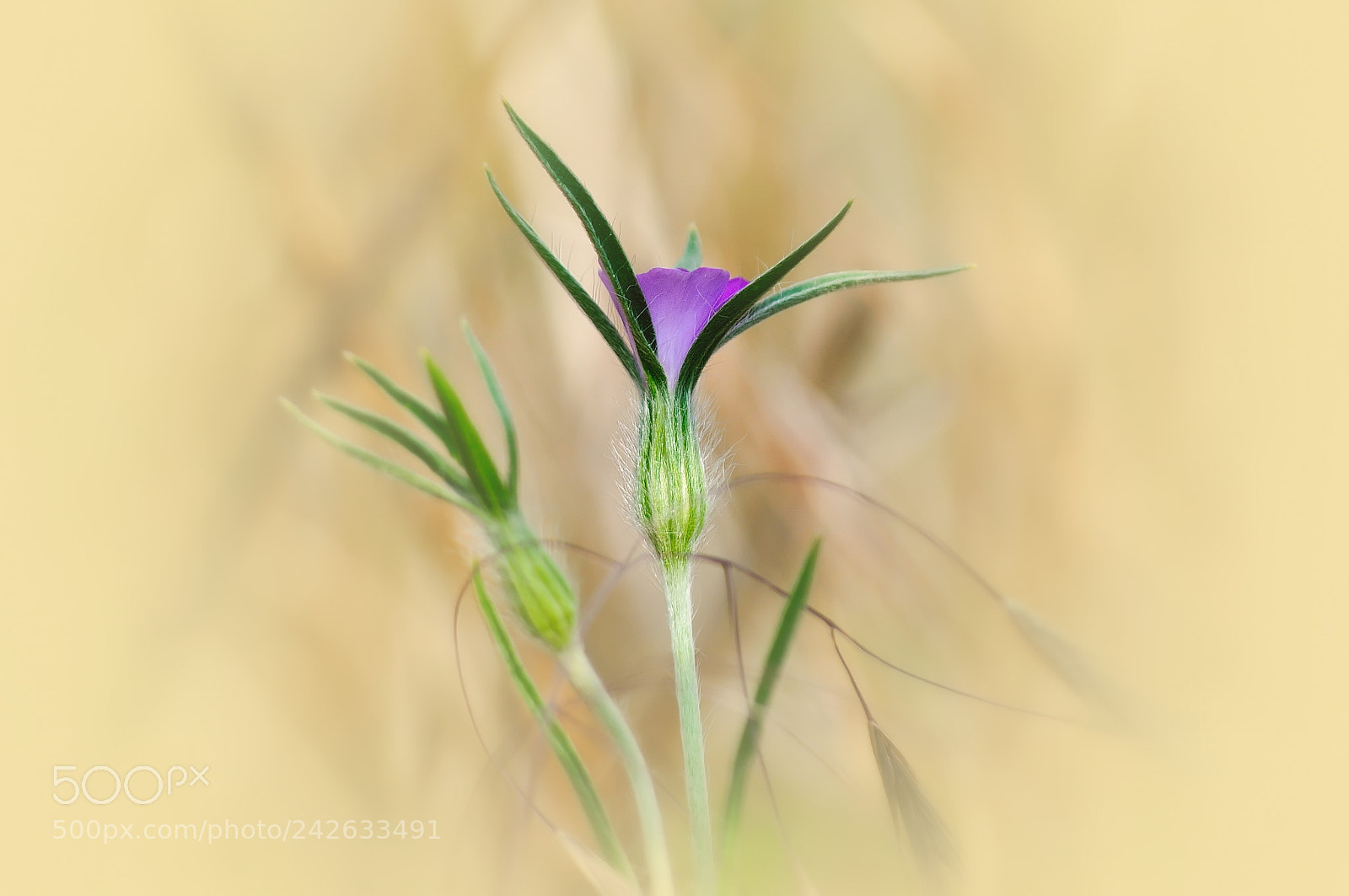 Nikon D5000 sample photo. Violet photography