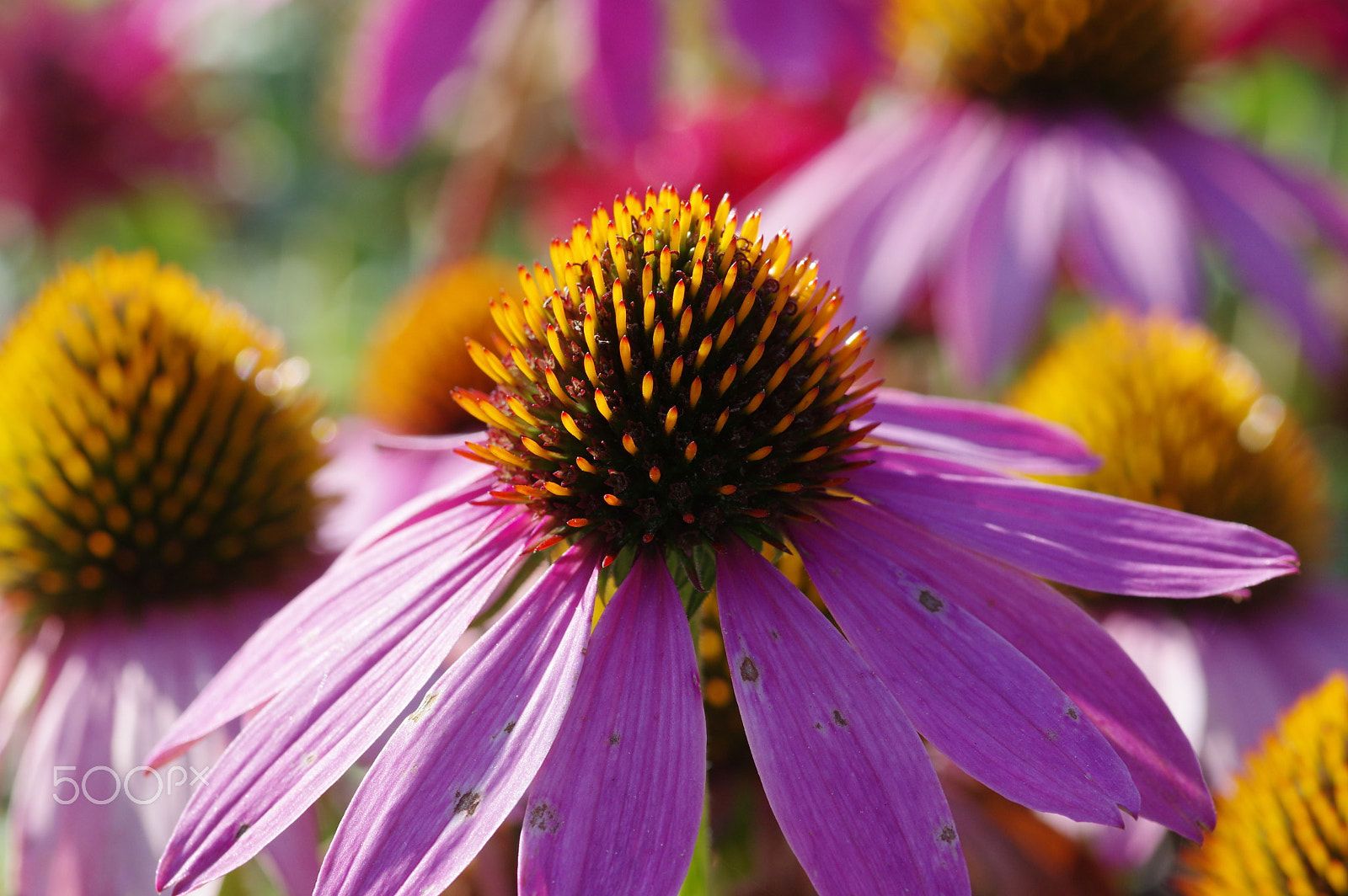 Pentax K-3 II + Pentax smc D-FA 100mm F2.8 Macro WR sample photo. Echinacea purpurea photography