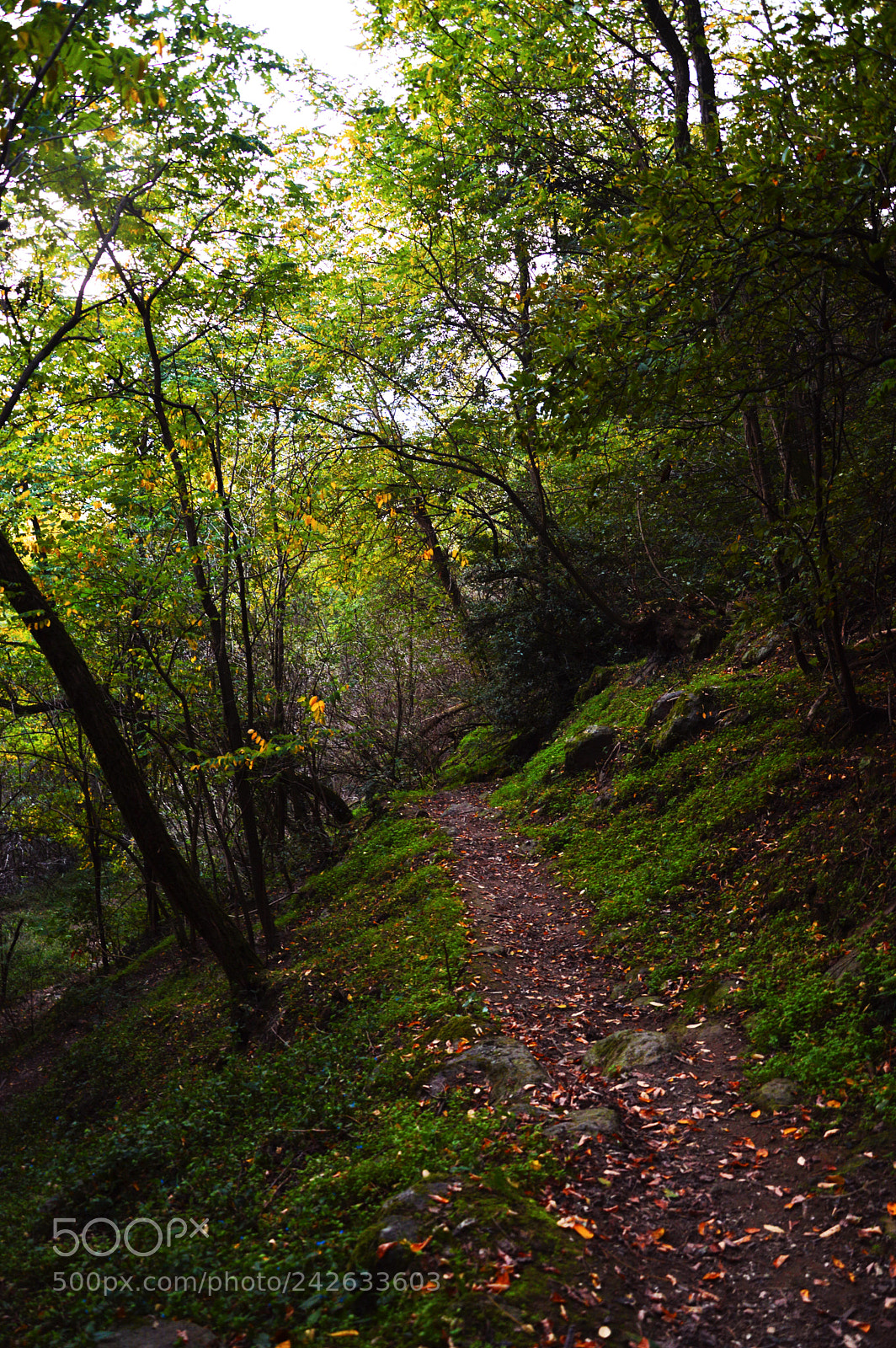 Nikon D3200 sample photo. The path photography