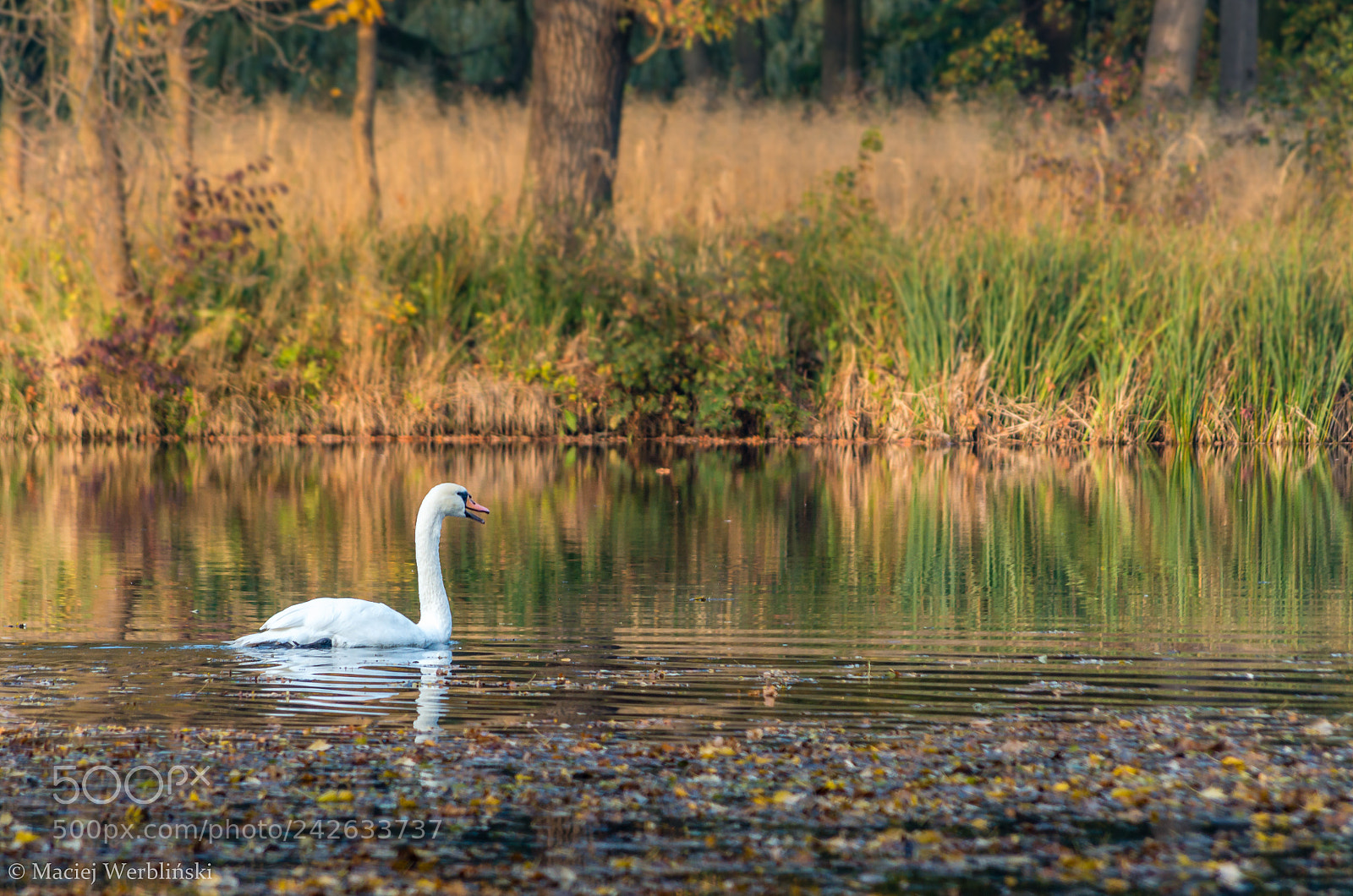 Pentax K-50 sample photo. Autumn moods photography