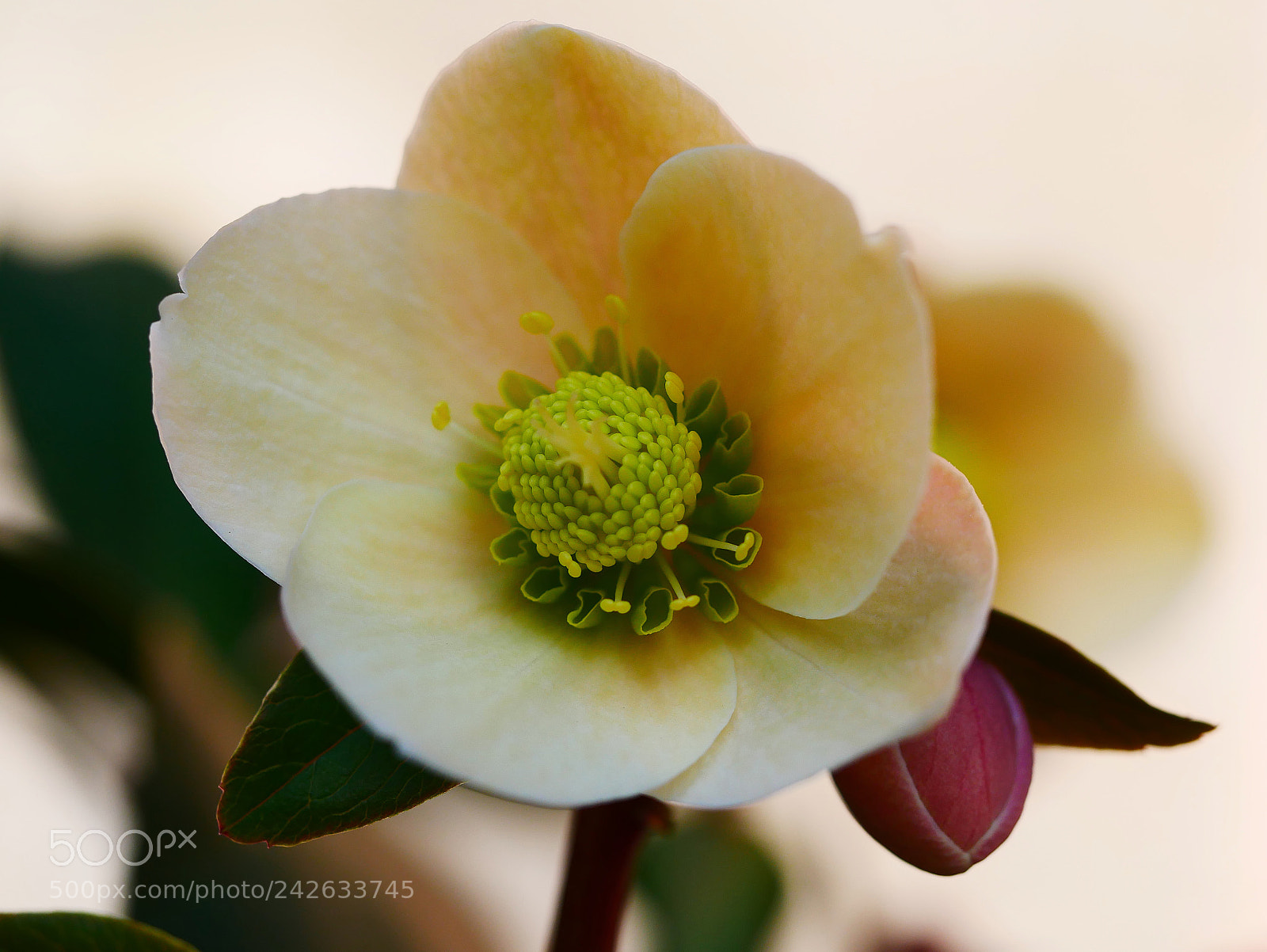 Panasonic Lumix DMC-GX85 (Lumix DMC-GX80 / Lumix DMC-GX7 Mark II) sample photo. ?... photography