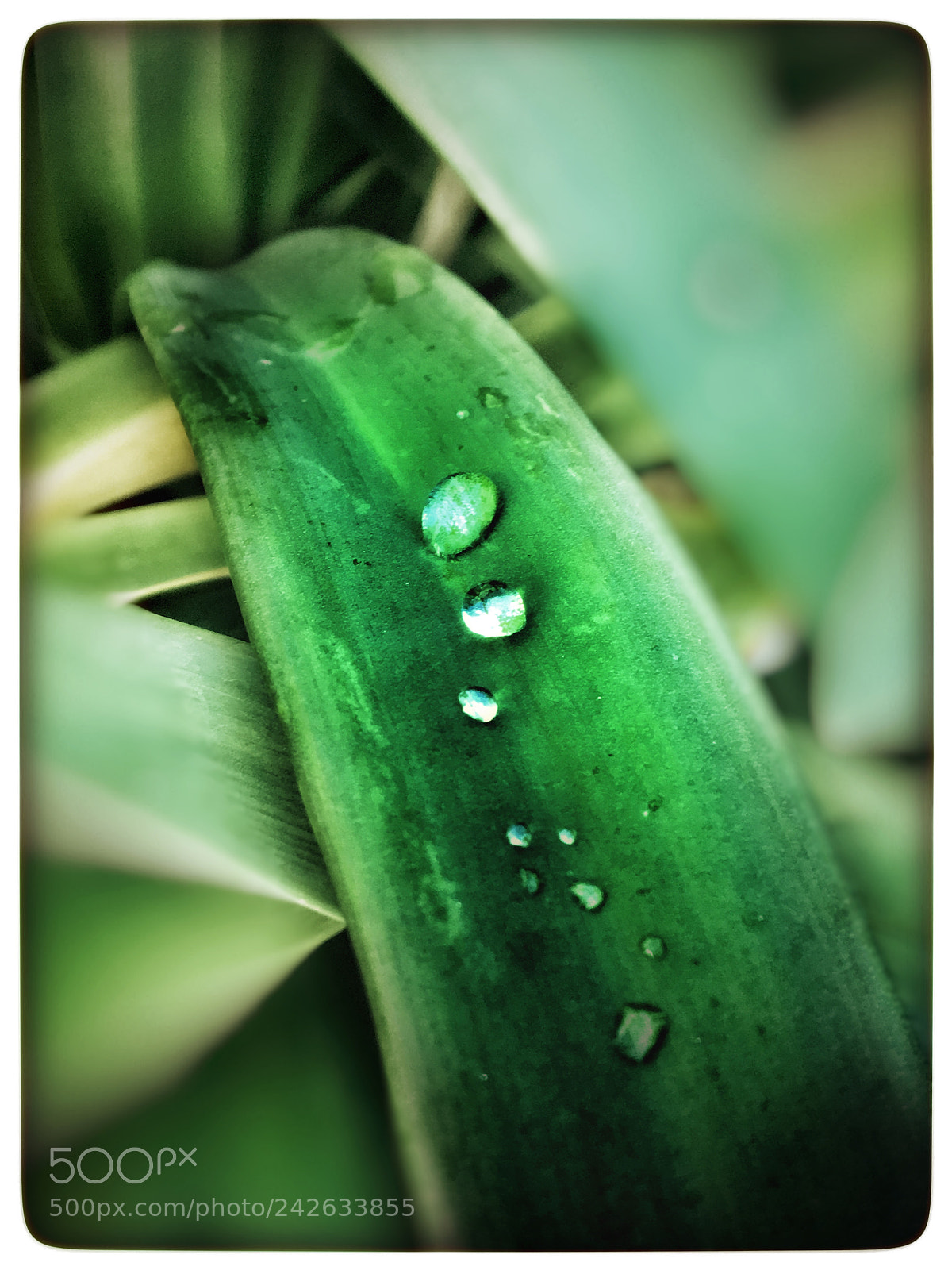 Apple iPhone 6s sample photo. Untitled photography