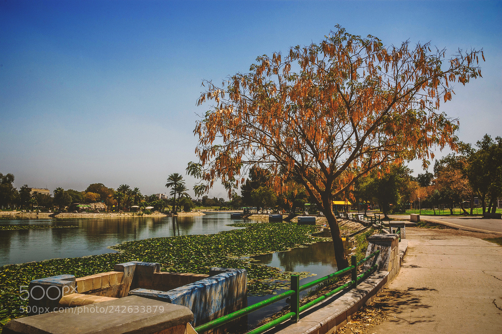 Sony Alpha DSLR-A350 sample photo. Park at noon ii photography