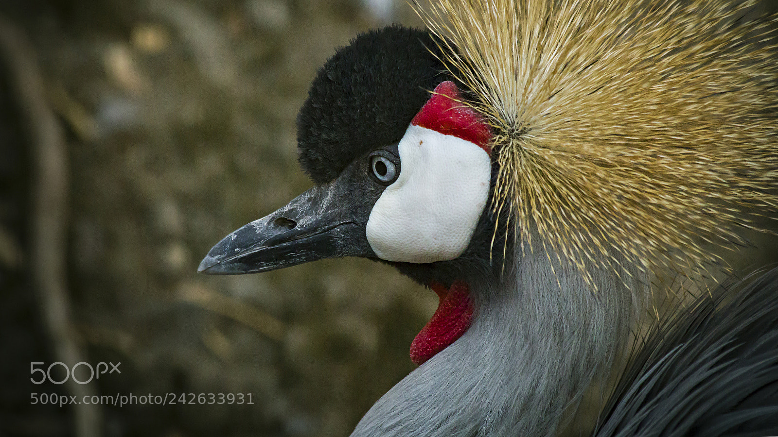Canon EOS 700D (EOS Rebel T5i / EOS Kiss X7i) sample photo. Gray crowned crane photography
