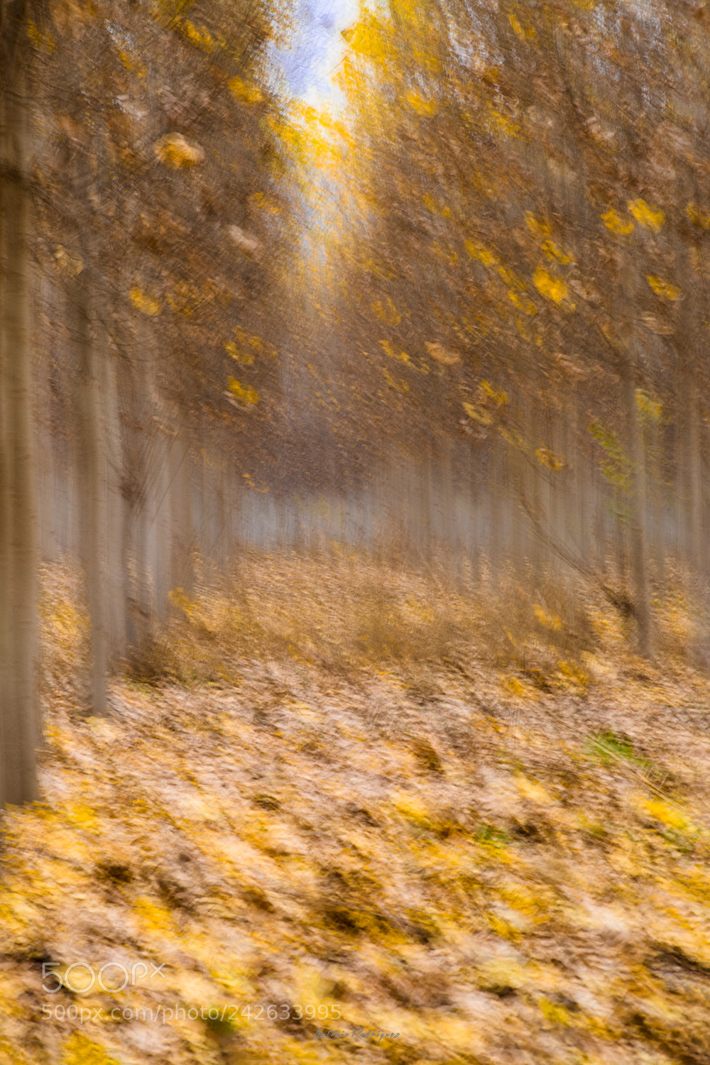 Nikon D7100 sample photo. Chopera photography