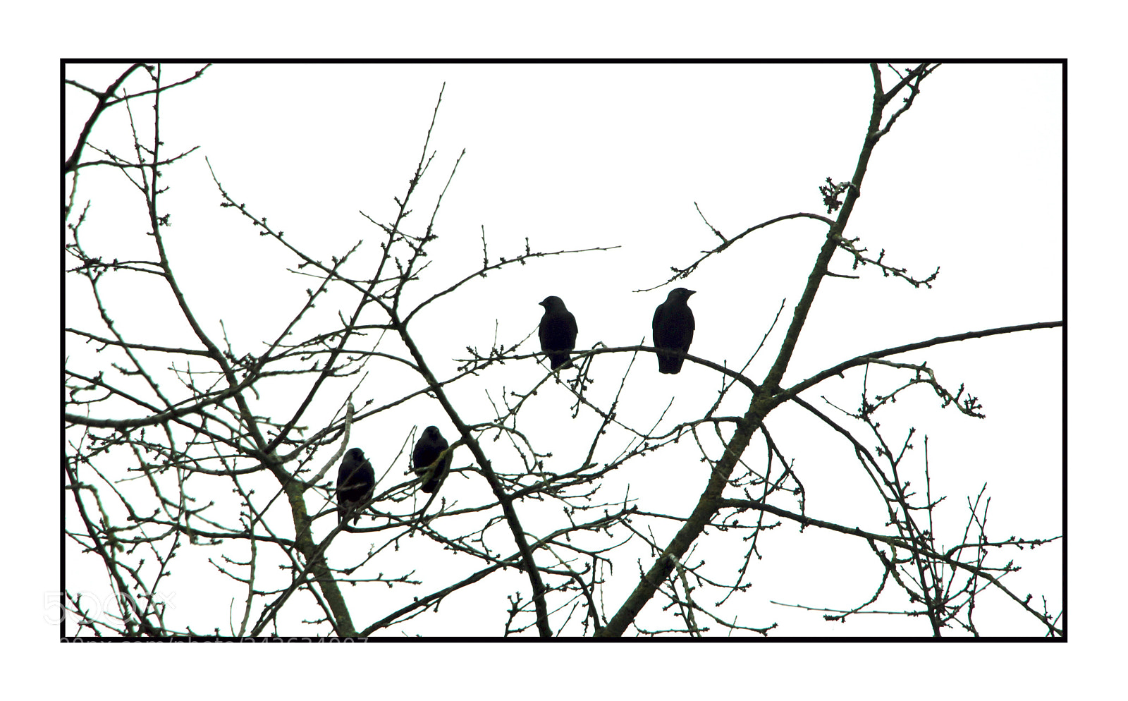 Canon EOS 550D (EOS Rebel T2i / EOS Kiss X4) sample photo. Sur un arbre perch photography
