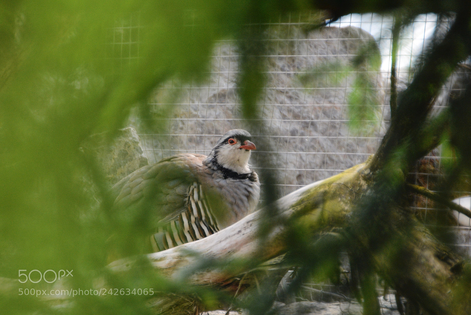 Nikon D7100 sample photo. Tierphotographie photography
