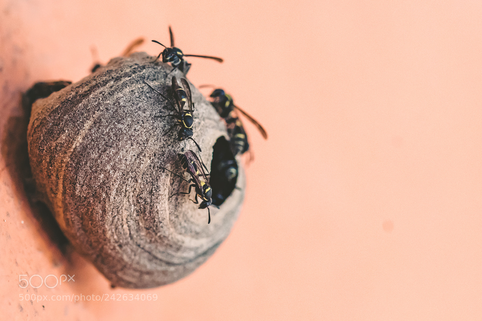 Nikon D500 sample photo. Wasps photography