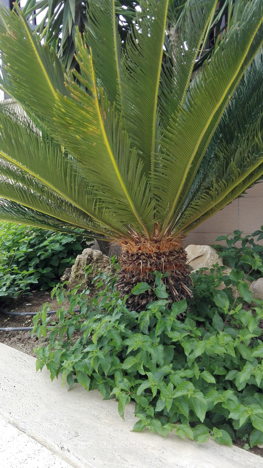 HUAWEI P8 Lite sample photo. Untitled photography