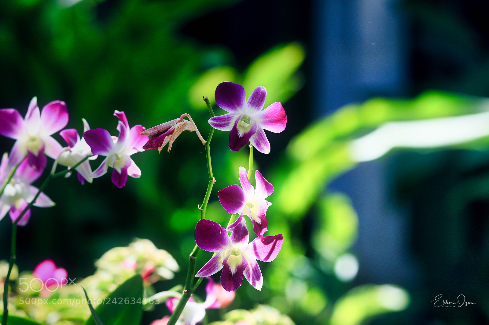 Canon EOS 7D Mark II sample photo. The beauty of the photography
