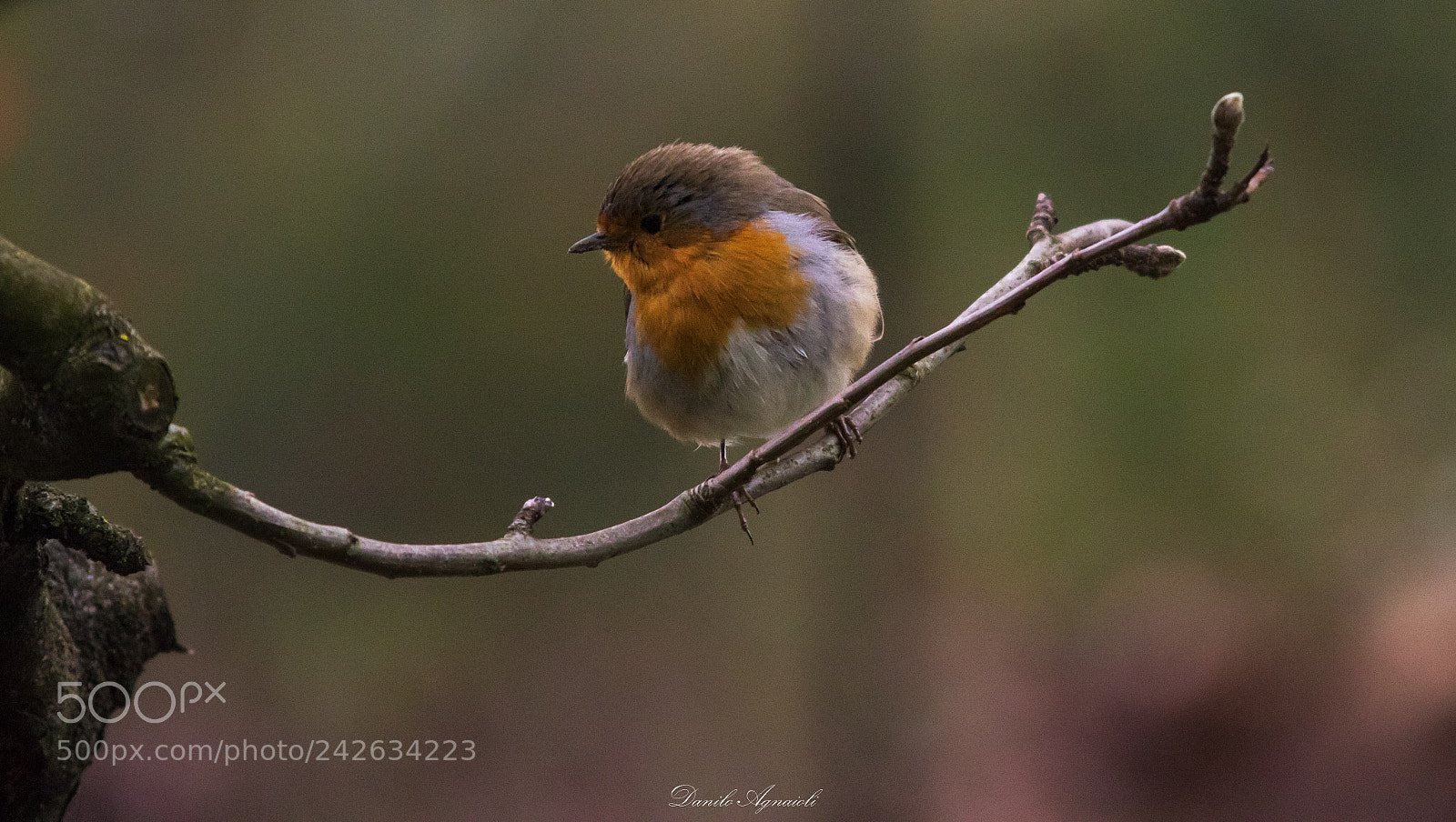 Canon EOS 7D Mark II sample photo. Neanche uno spiraglio di photography