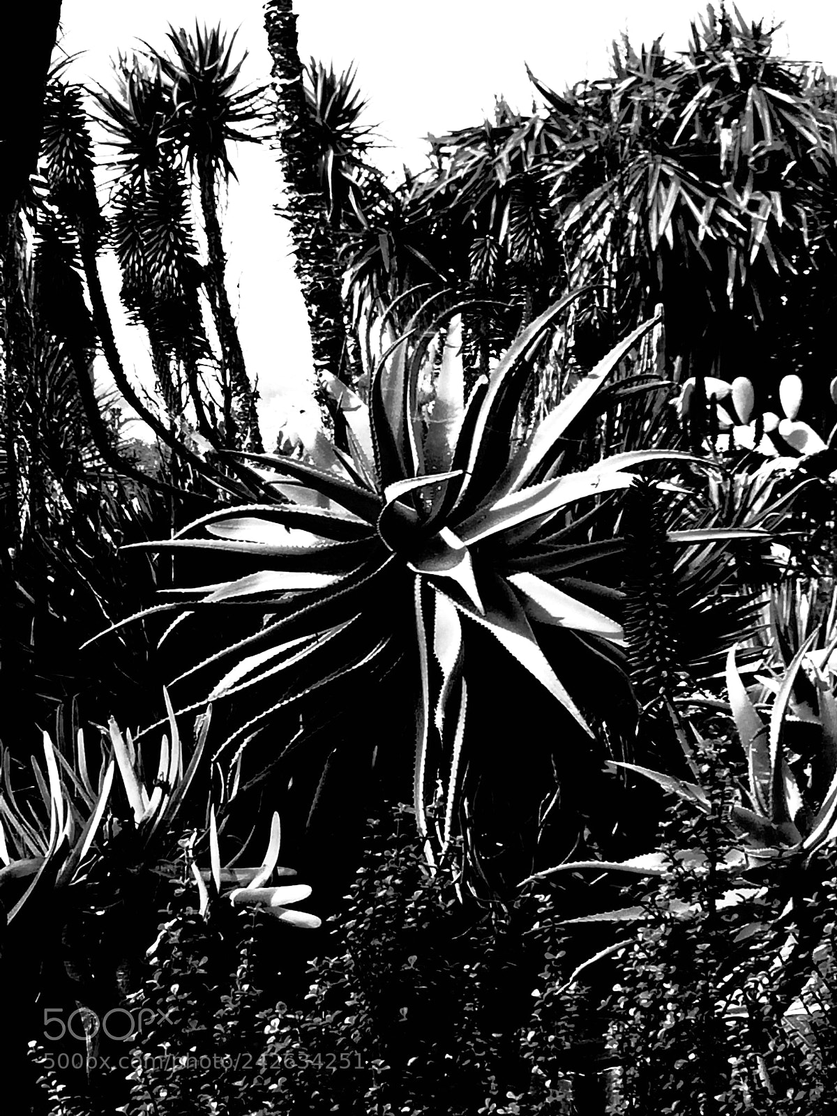 Apple iPhone 5s sample photo. Wilderness photography