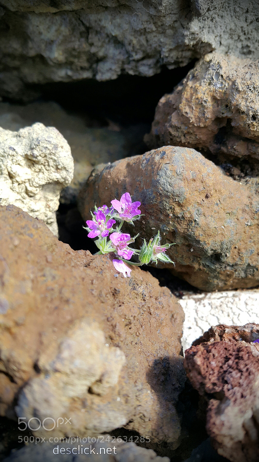 Samsung Galaxy Note4 sample photo. Resilience photography