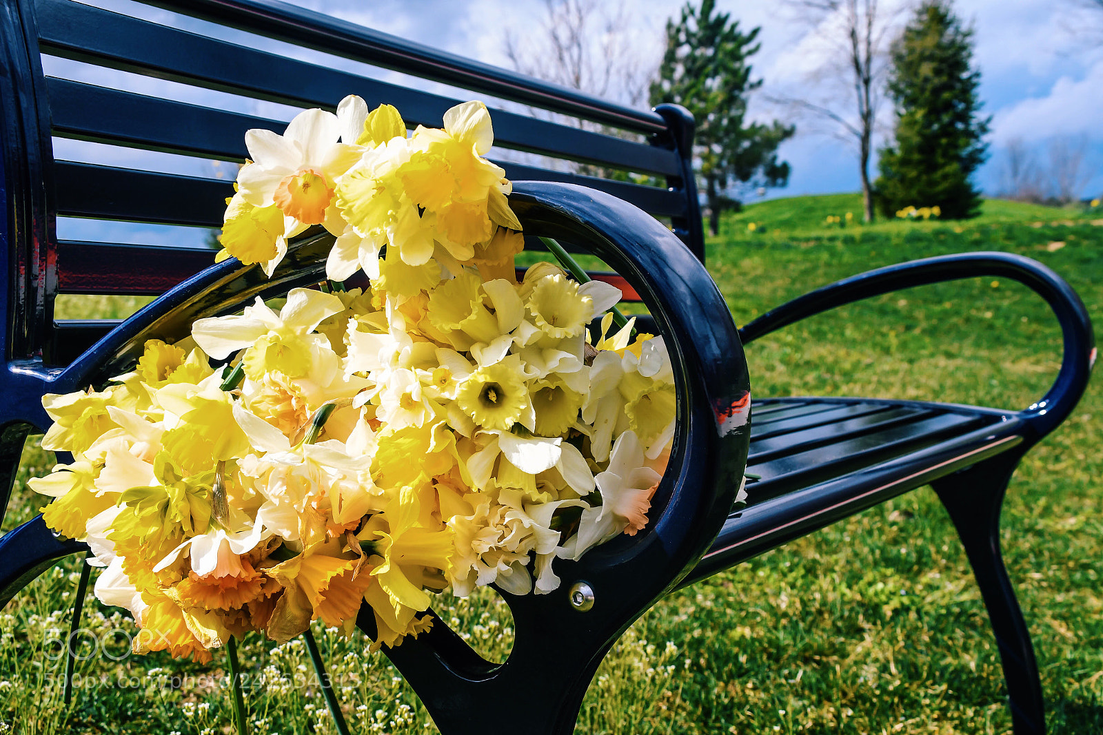 Nikon D500 sample photo. Untitled photography