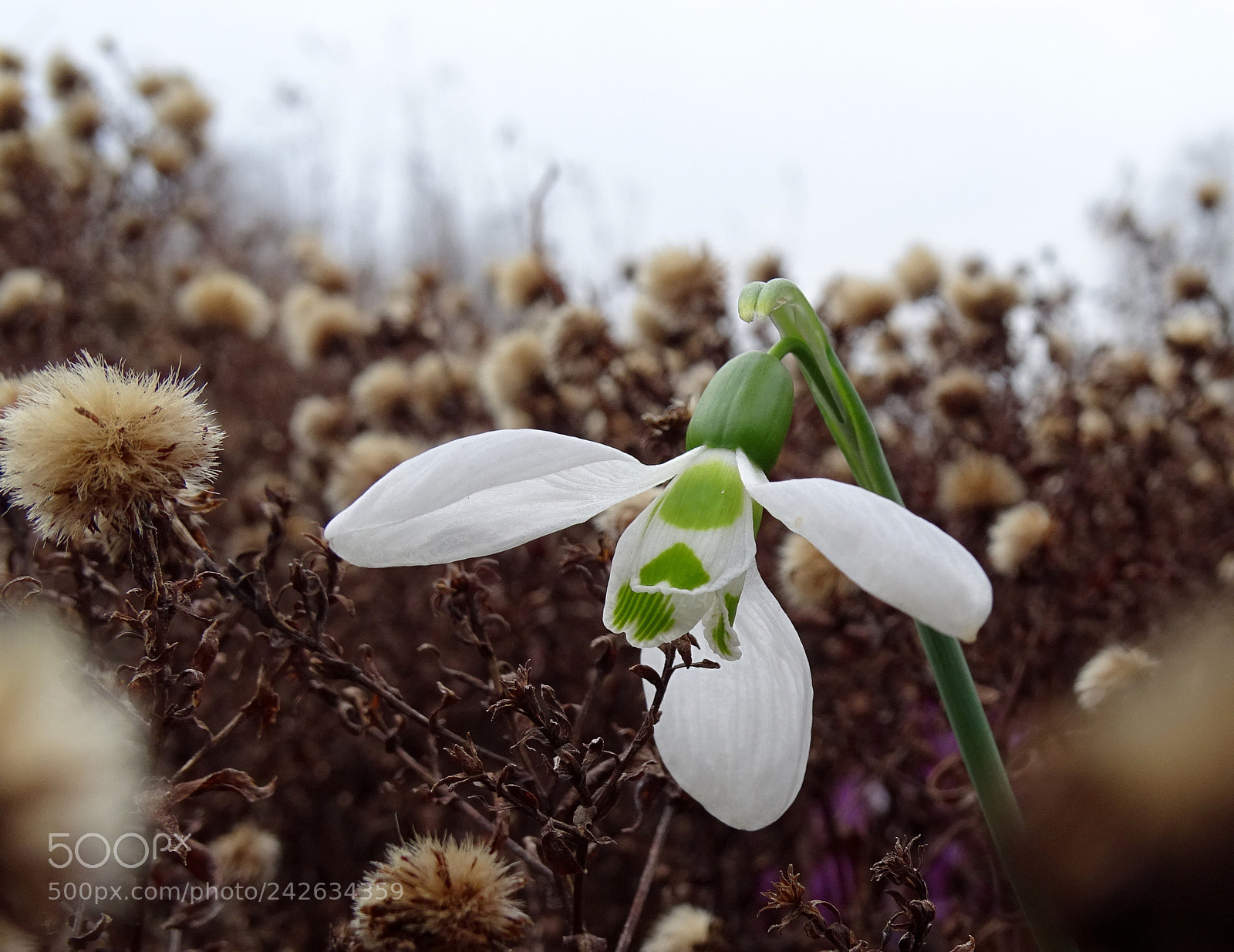 Sony Cyber-shot DSC-HX400V sample photo. Snowdrop photography