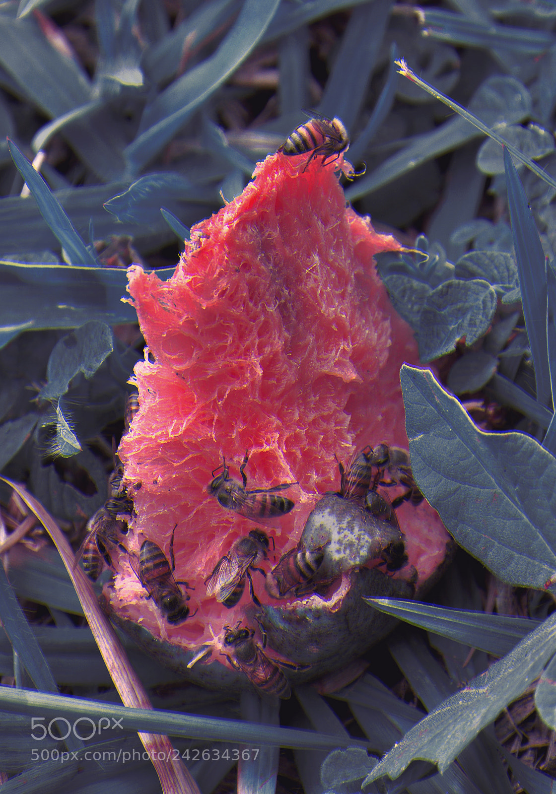 Nikon D90 sample photo. Juicy photography