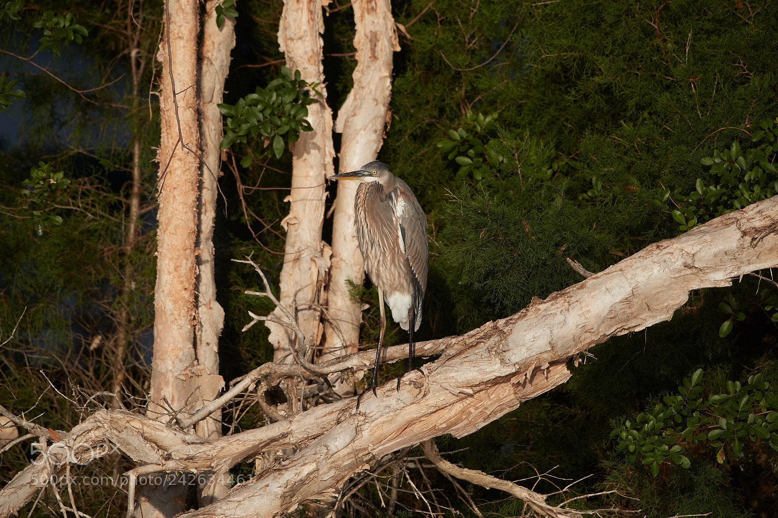 Canon EOS-1D X Mark II sample photo. 01-15-18-9679.jpg photography