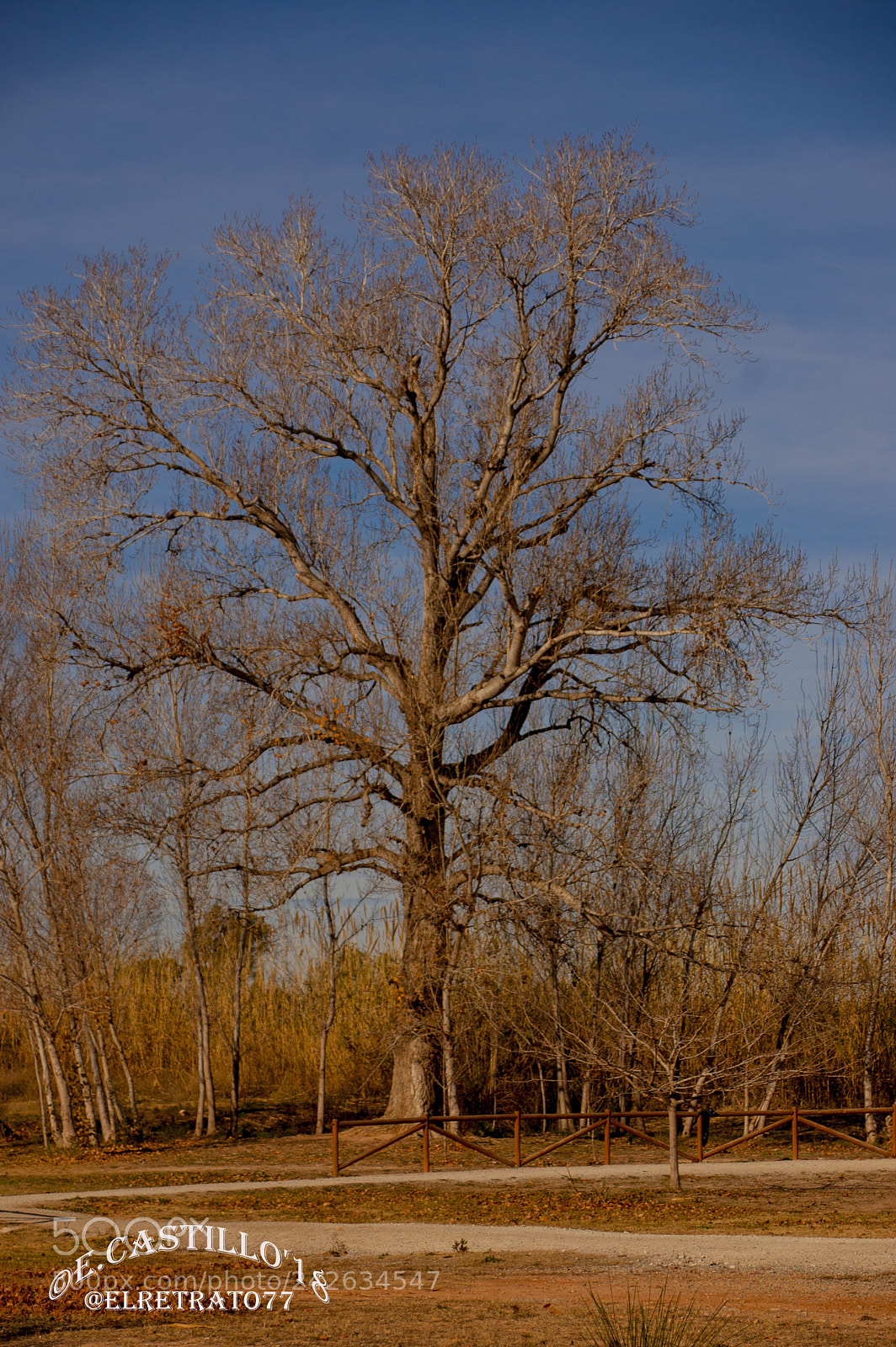 Nikon D40 sample photo. "desnudo en invierno" photography